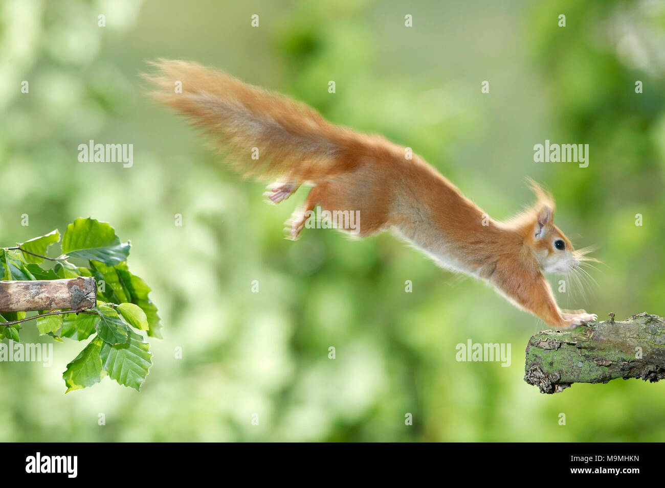 Rosso europeo scoiattolo (Sciurus vulgaris) saltando da un ramo all'altro. Germania Foto Stock