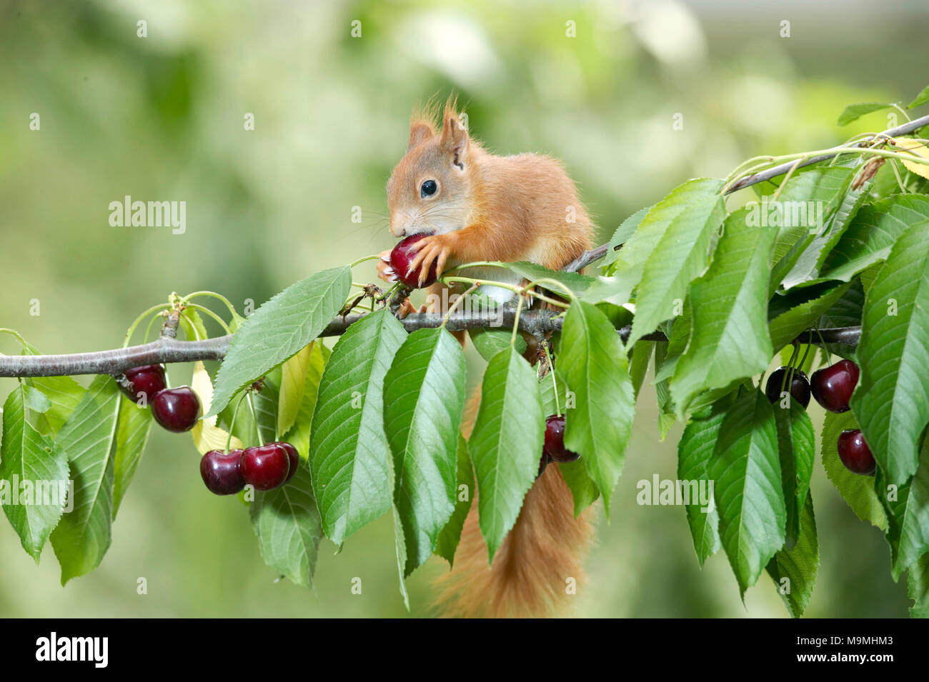 Rosso europeo scoiattolo (Sciurus vulgaris). Adulto di mangiare una ciliegia in un albero ciliegio. Germania Foto Stock