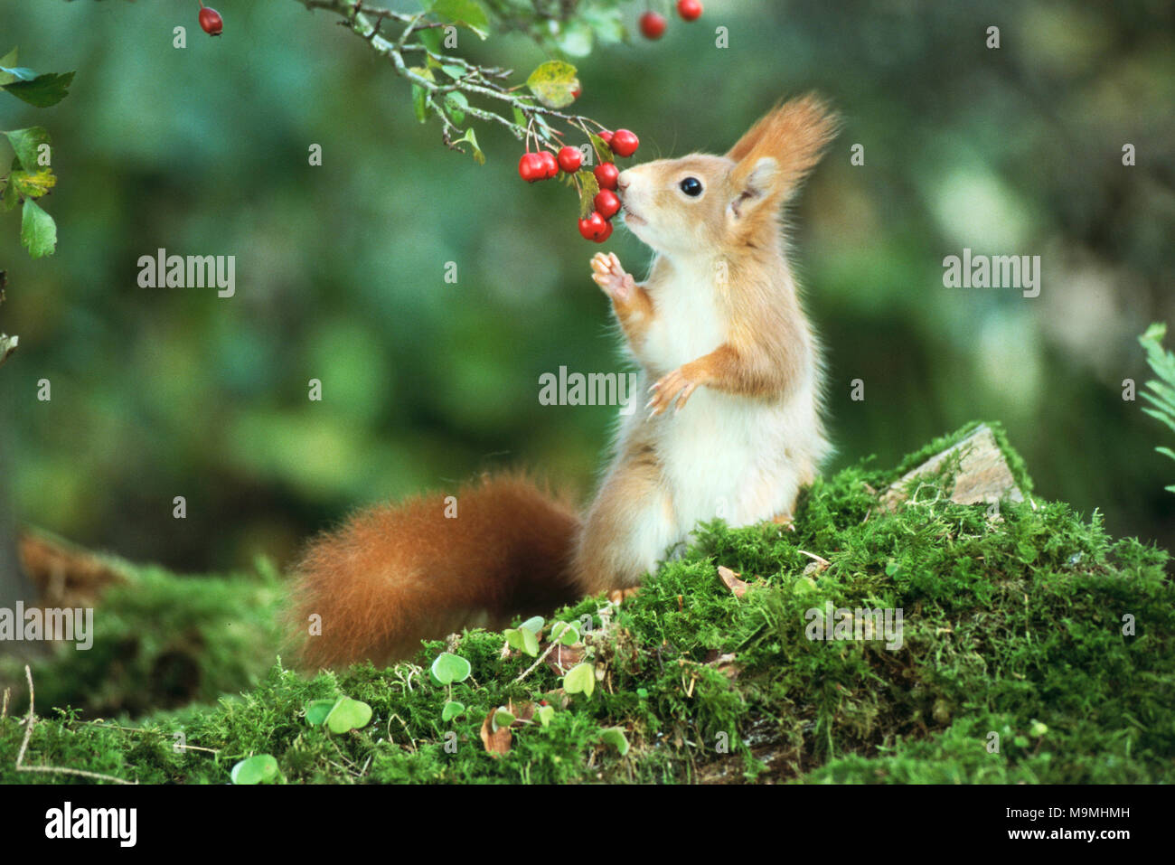 Rosso europeo scoiattolo (Sciurus vulgaris) mangiare biancospino bacche. Germania Foto Stock