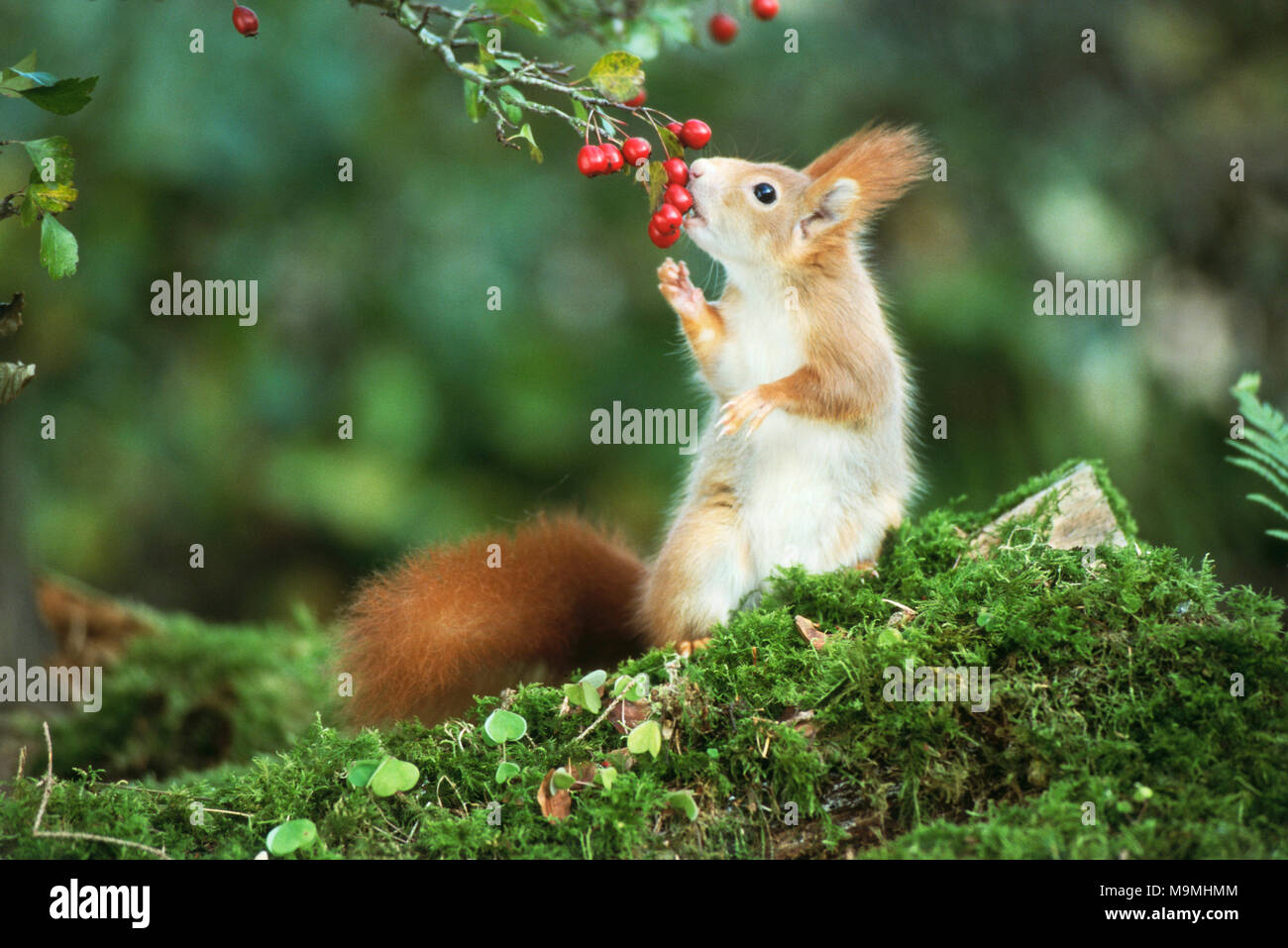 Rosso europeo scoiattolo (Sciurus vulgaris) mangiare biancospino bacche. Germania Foto Stock