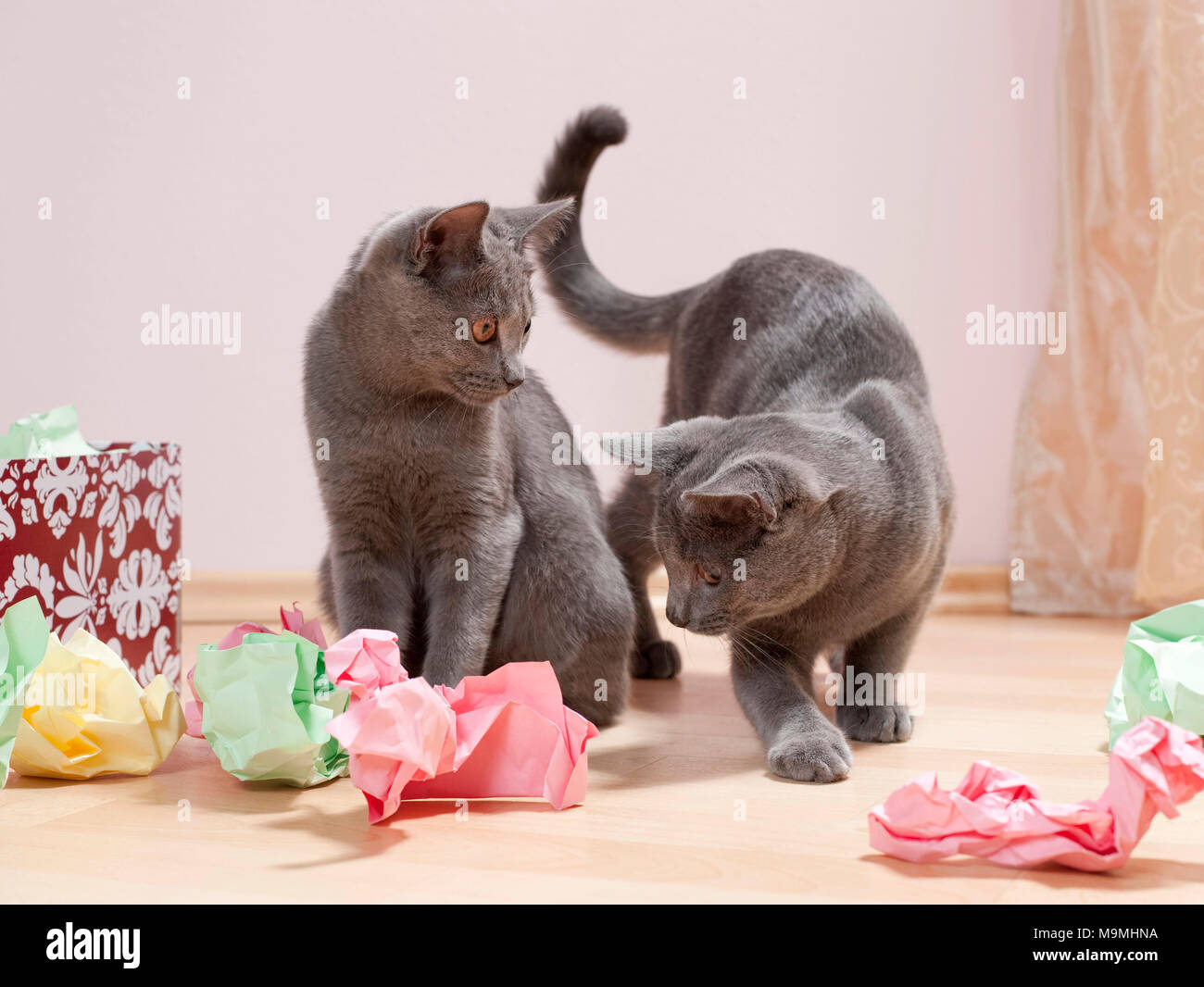 Chartreux cat. Coppia di gattini giocando con una scatola riempita con carta, ammenda giocattolo per gatti. Germania Foto Stock