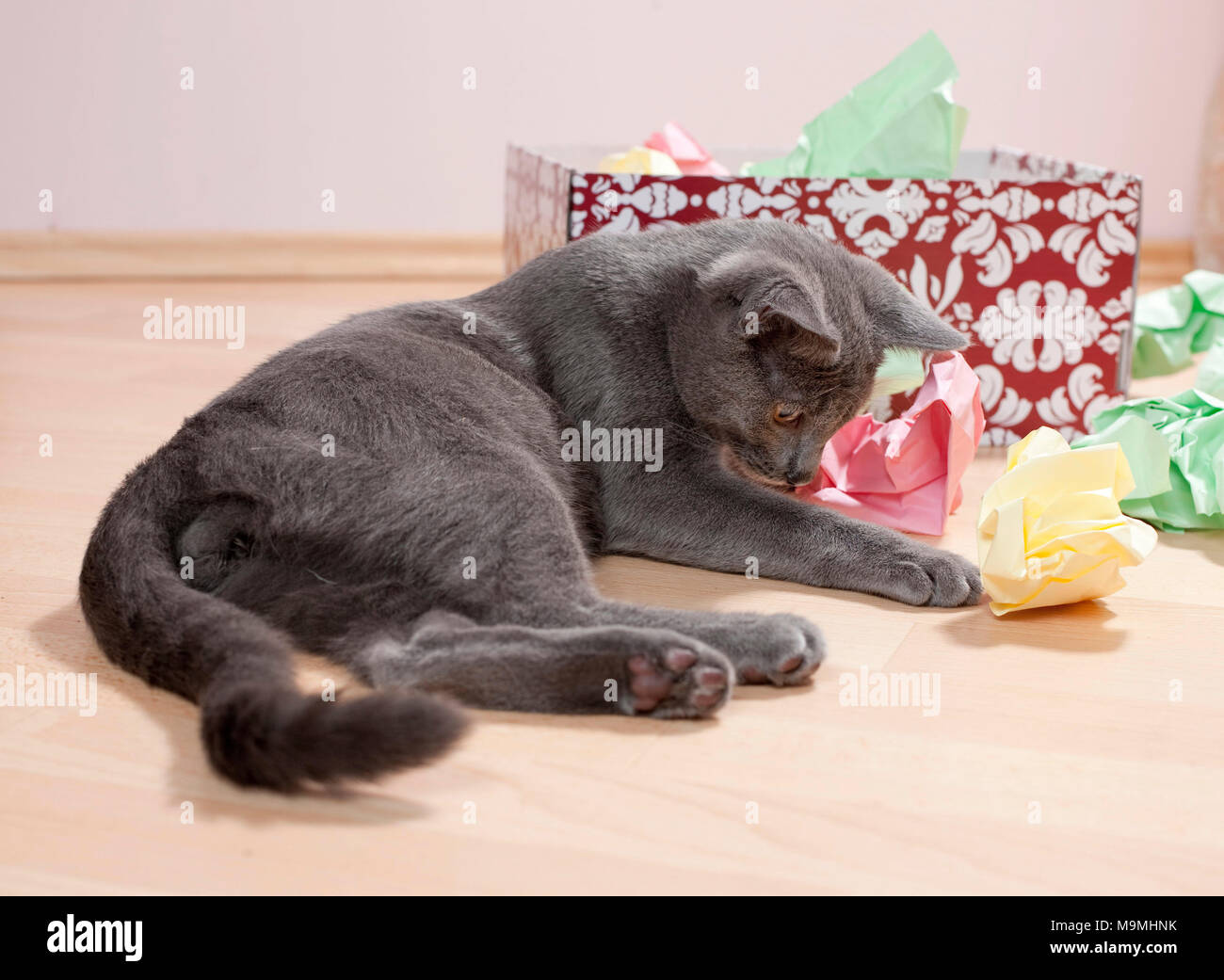 Chartreux cat. Kitten giocando con una scatola riempita con carta, ammenda giocattolo per gatti. Germania Foto Stock