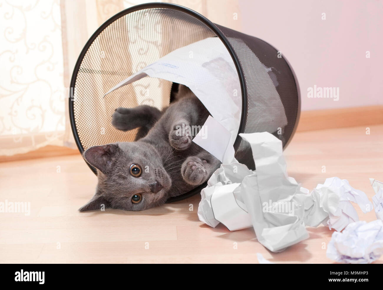 Chartreux cat. Gattino lo svuotamento di un cestello watepaper. Germania Foto Stock