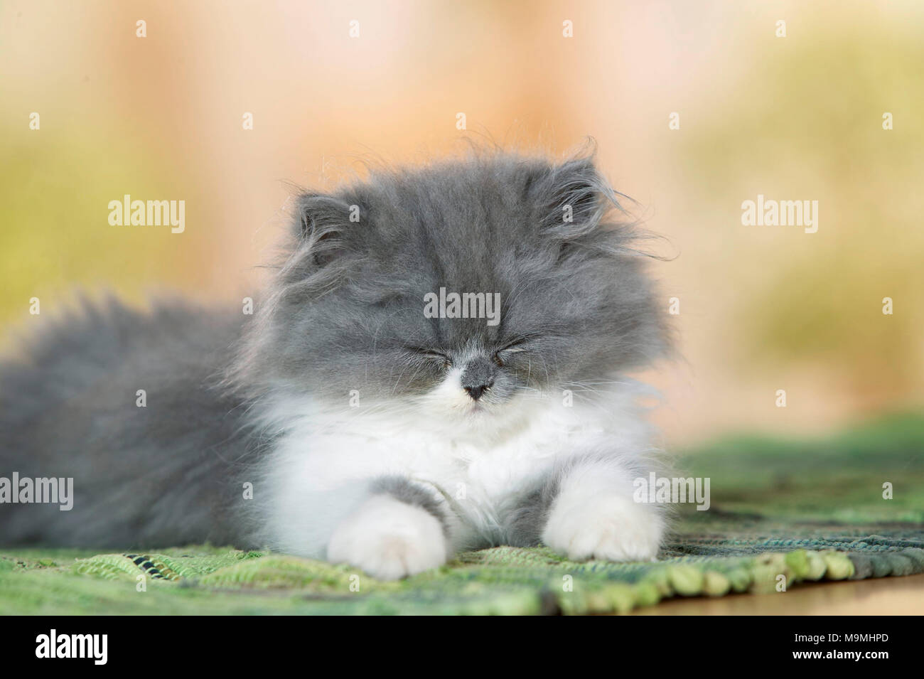 Il persiano Cat. Gattino sdraiato su un tappeto, dormiamo. Germania. Foto Stock