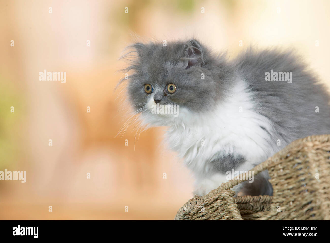 Il persiano Cat. Gattino seduto su un cestello. Germania. Foto Stock