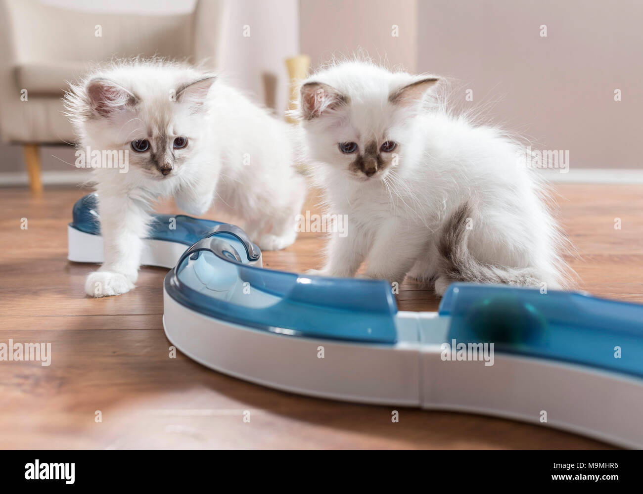 Sacred Birman. Due gattini guardando una palla in gioco divertente (circuito di velocità). La Germania . Foto Stock
