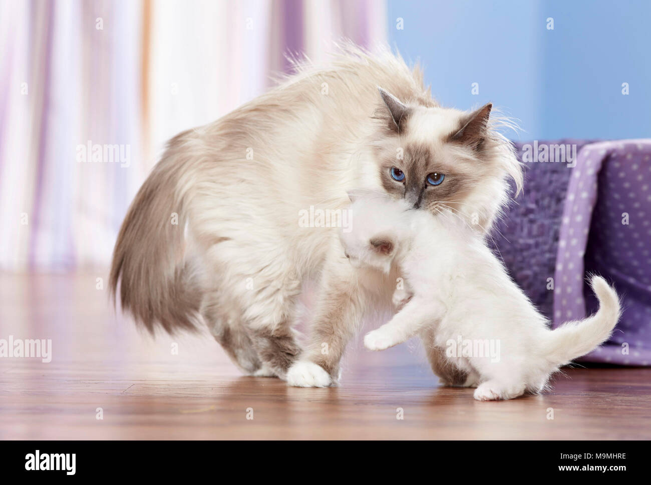 Gatto sacri di birmania. Madre di prelevare un gattino (4 settimane di età). Germania Foto Stock