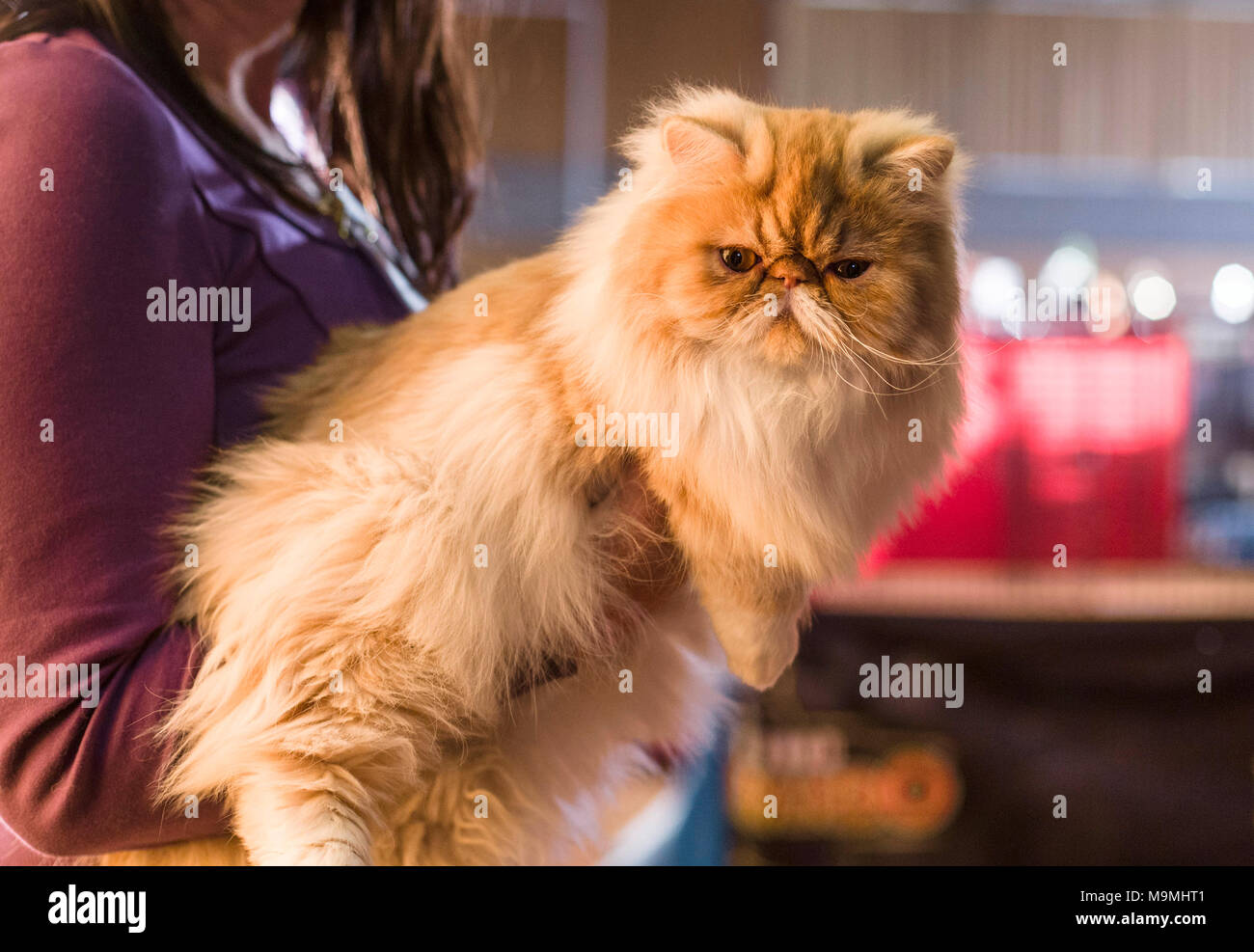 Gatto persiano ha presentato a un gatto show. Germania Foto Stock