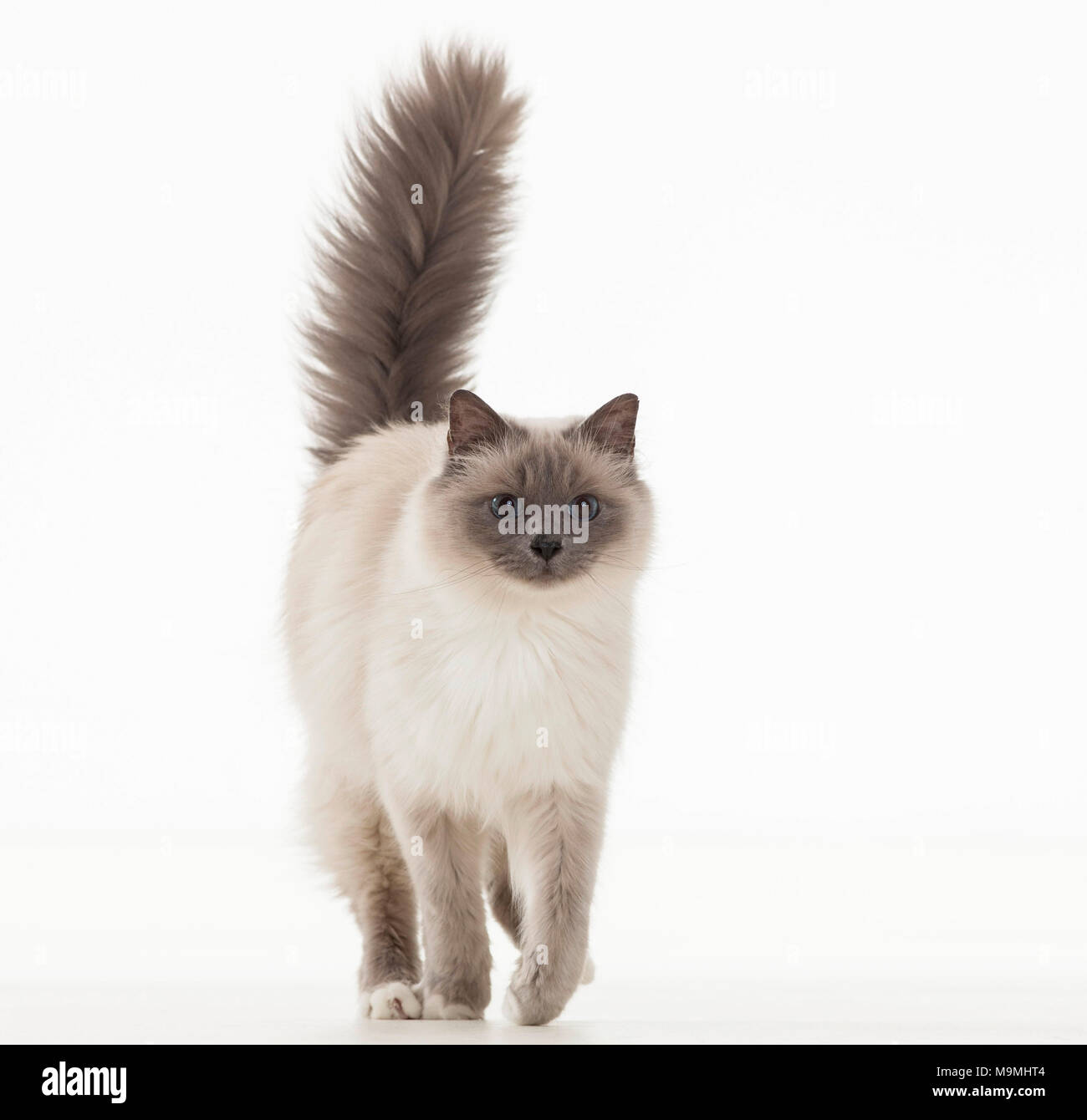 Gatto sacri di birmania. Adulto a piedi. Studio Immagine contro uno sfondo bianco. Germania Foto Stock