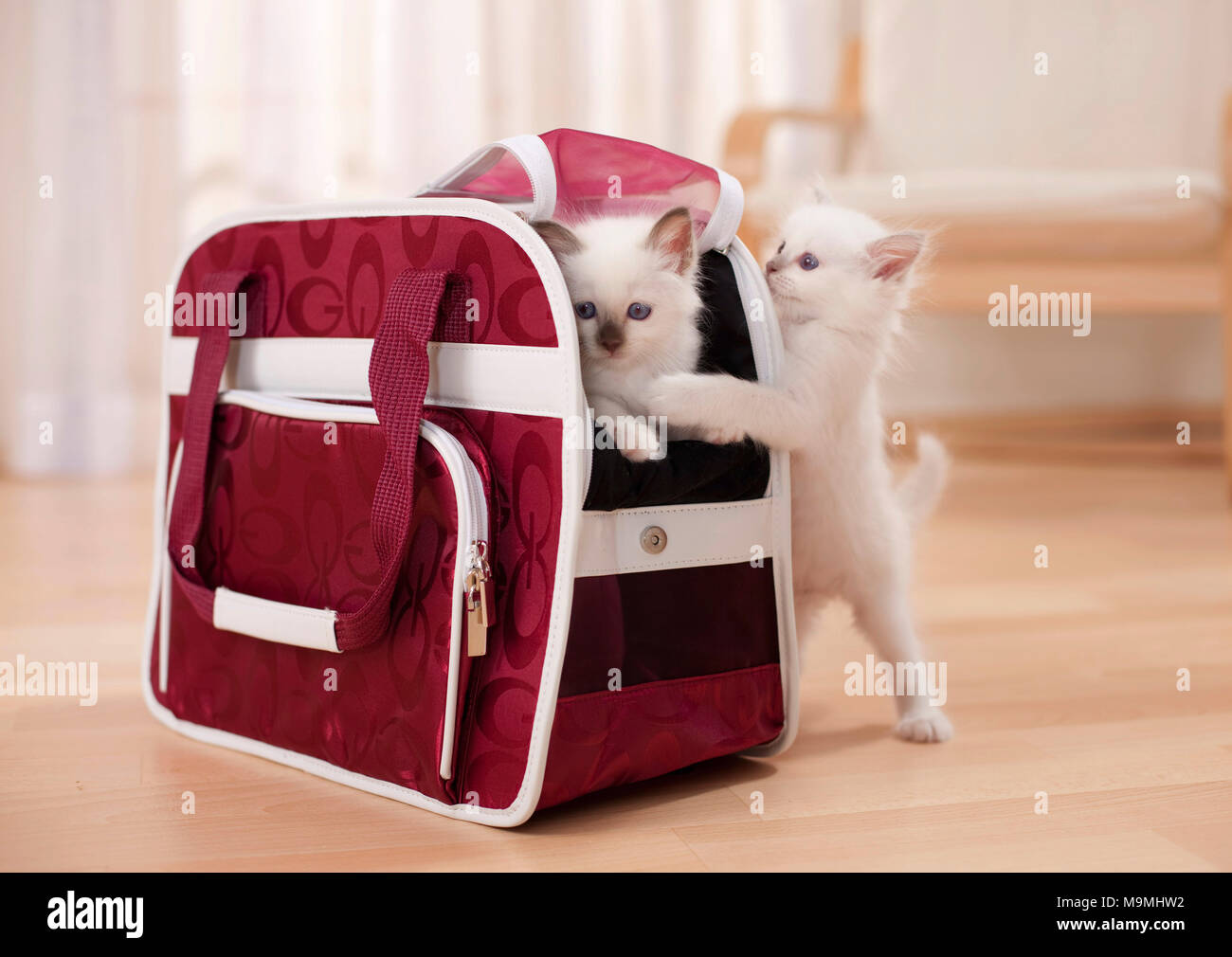 Gatto sacri di birmania. Kitten (6 settimane di età) e accanto a un vettore pet. Germania Foto Stock