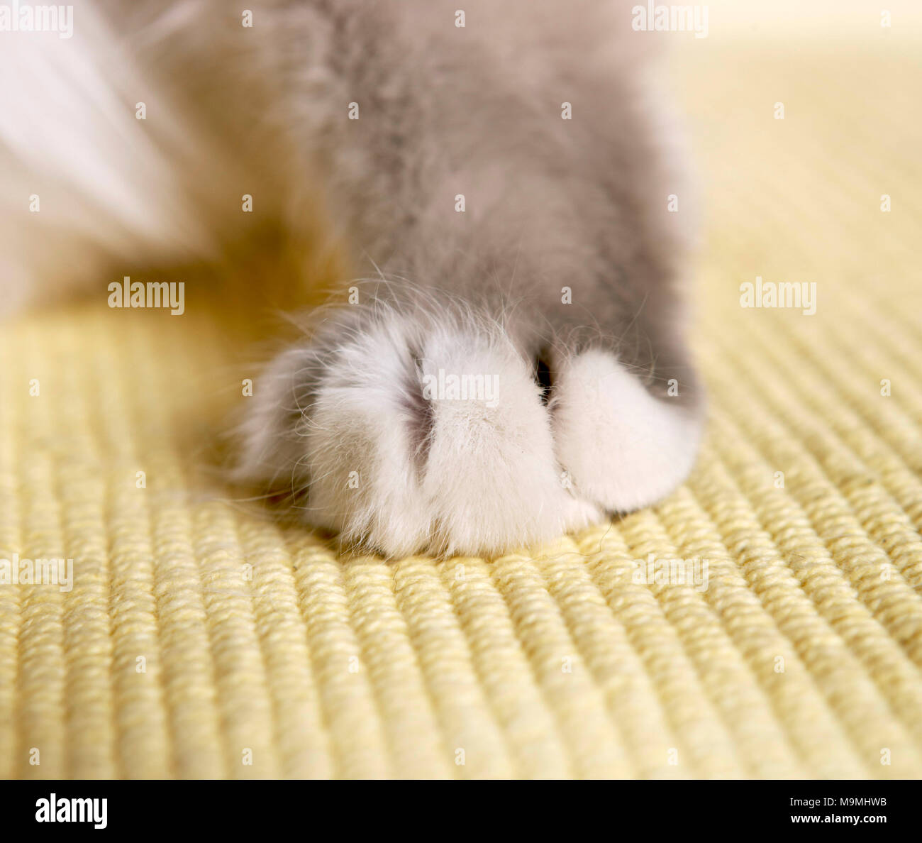 Gatto sacri di birmania. Close-up di zampa. Germania Foto Stock