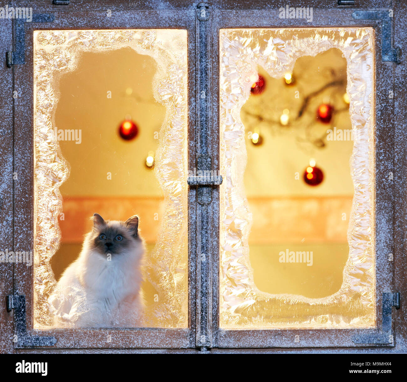 Natale: gatto Sacri di Birmania in corrispondenza di una finestra ghiacciata con decorazione di festa. Germania Foto Stock