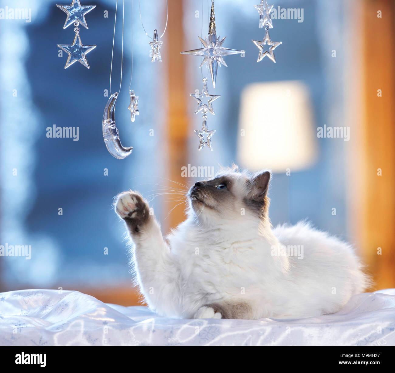 Natale: gatto Sacri di Birmania giocando con la luna e le stelle fatte di vetro in una festosa decorati finestra. Germania Foto Stock