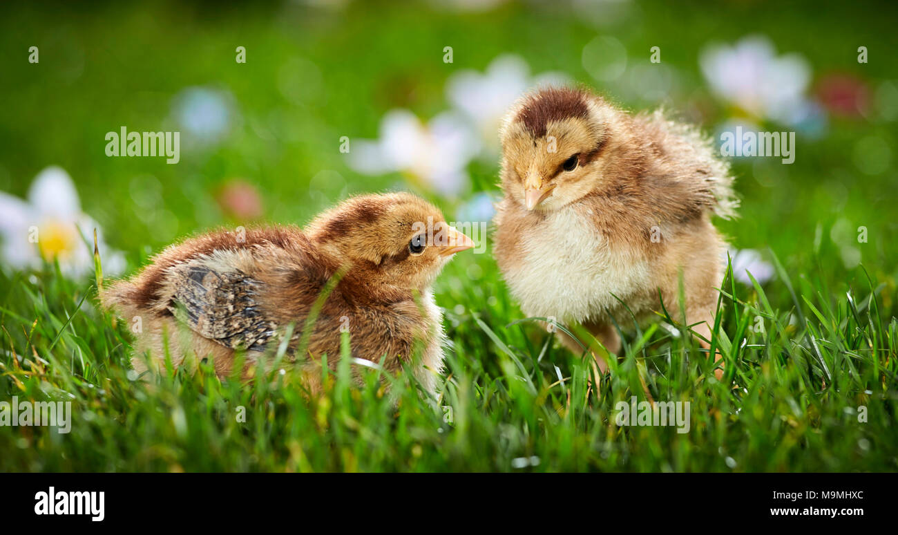 Welsummer pollo. Coppia di polli in prato fiorito in primavera. Germania Foto Stock
