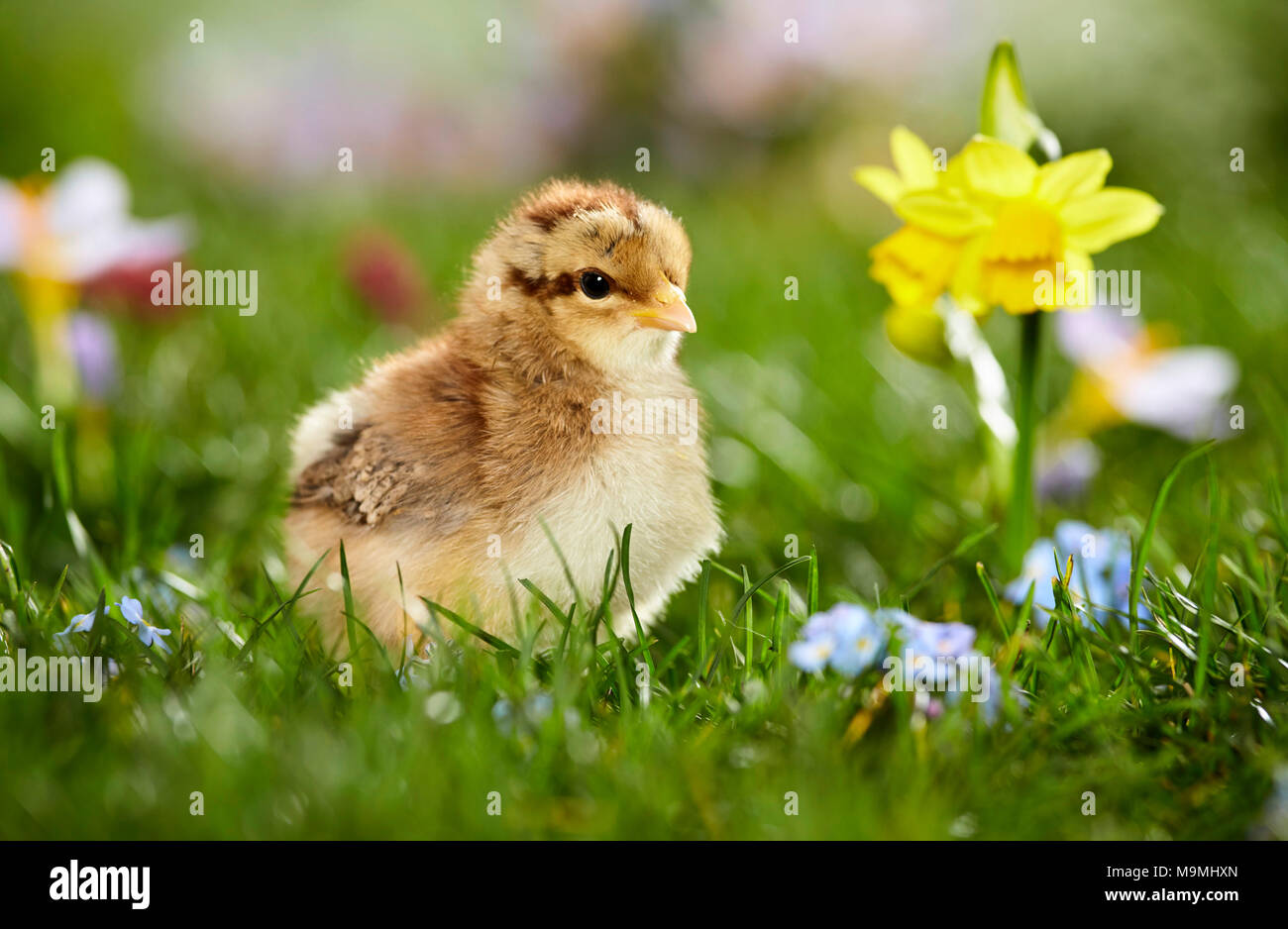 Welsummer pollo. Pollo in prato fiorito in primavera. Germania Foto Stock