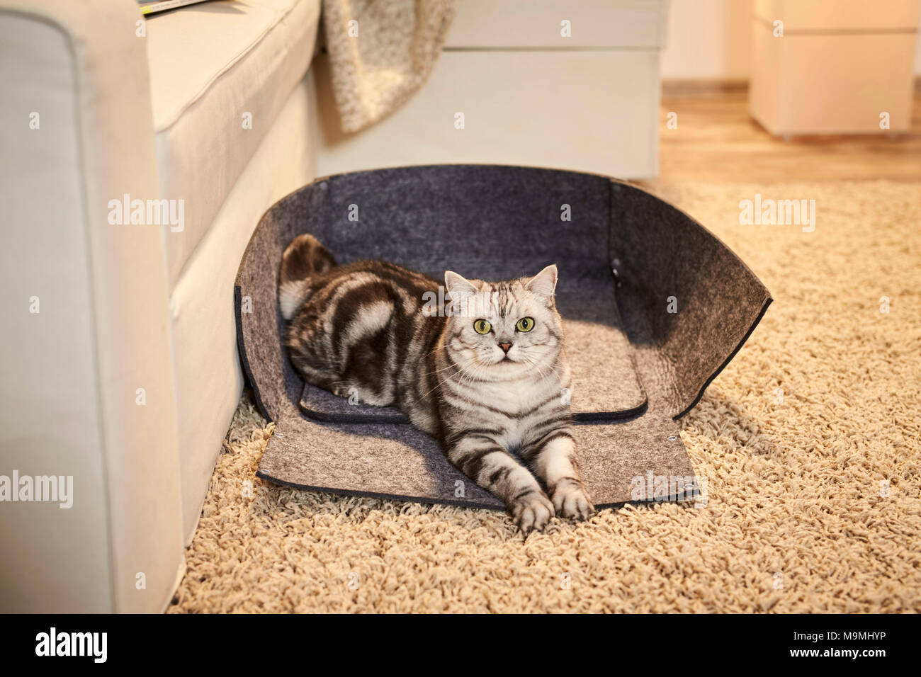 British Shorthair cat. Tabby adulto giacente in un aperto lettino pet fatta di feltro. Germania Foto Stock