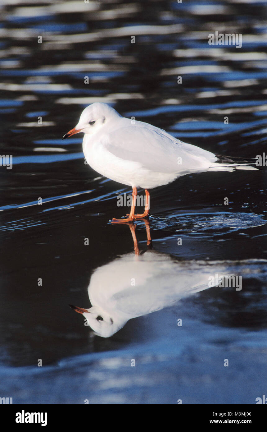 A testa nera (gabbiano Larus ridibundus) in non-allevamento piumaggio specchiato in ghiaccio. Germania Foto Stock