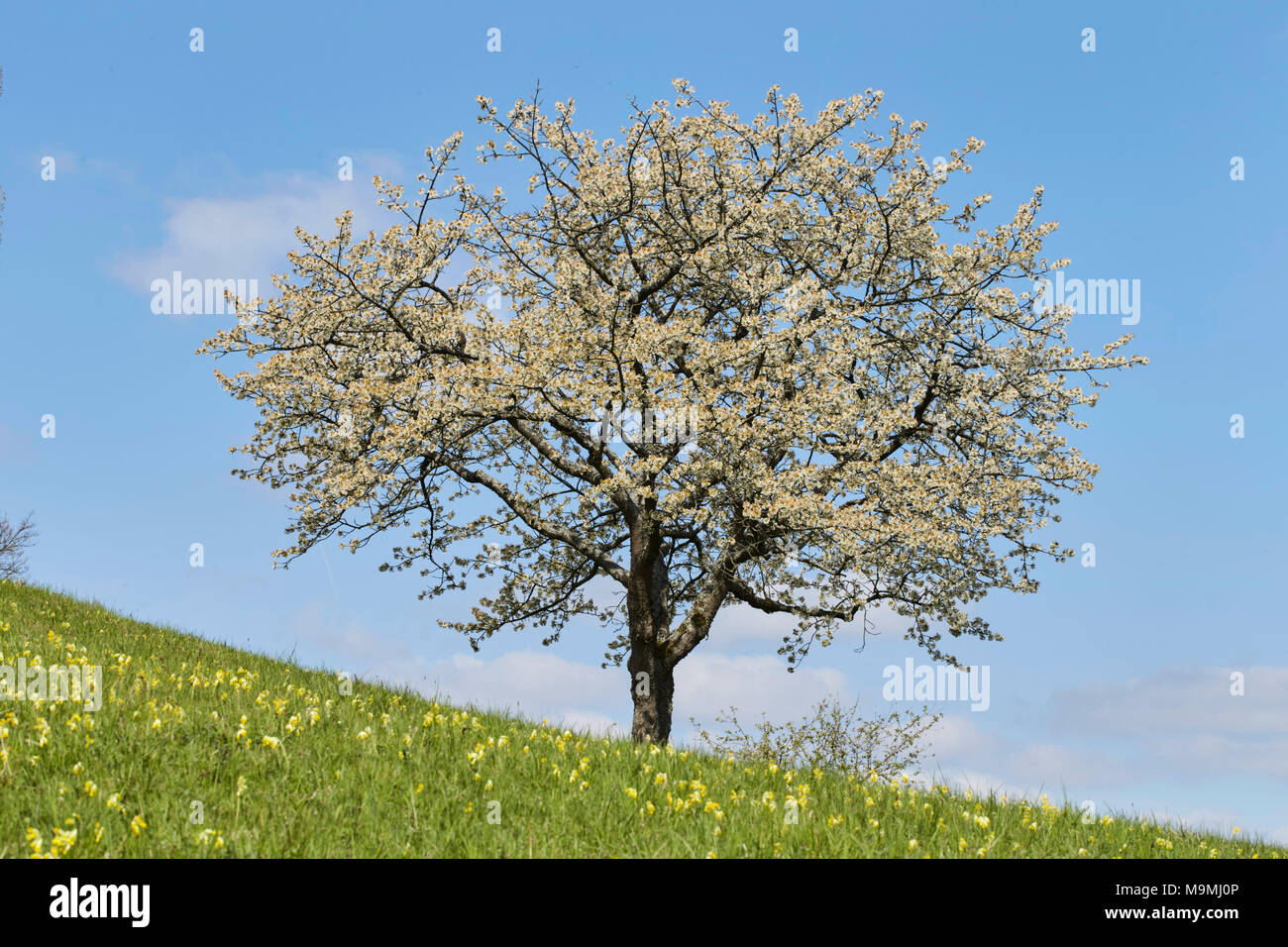 Ciliegio (Prunus cerasus) in piena fioritura. Germania. Foto Stock