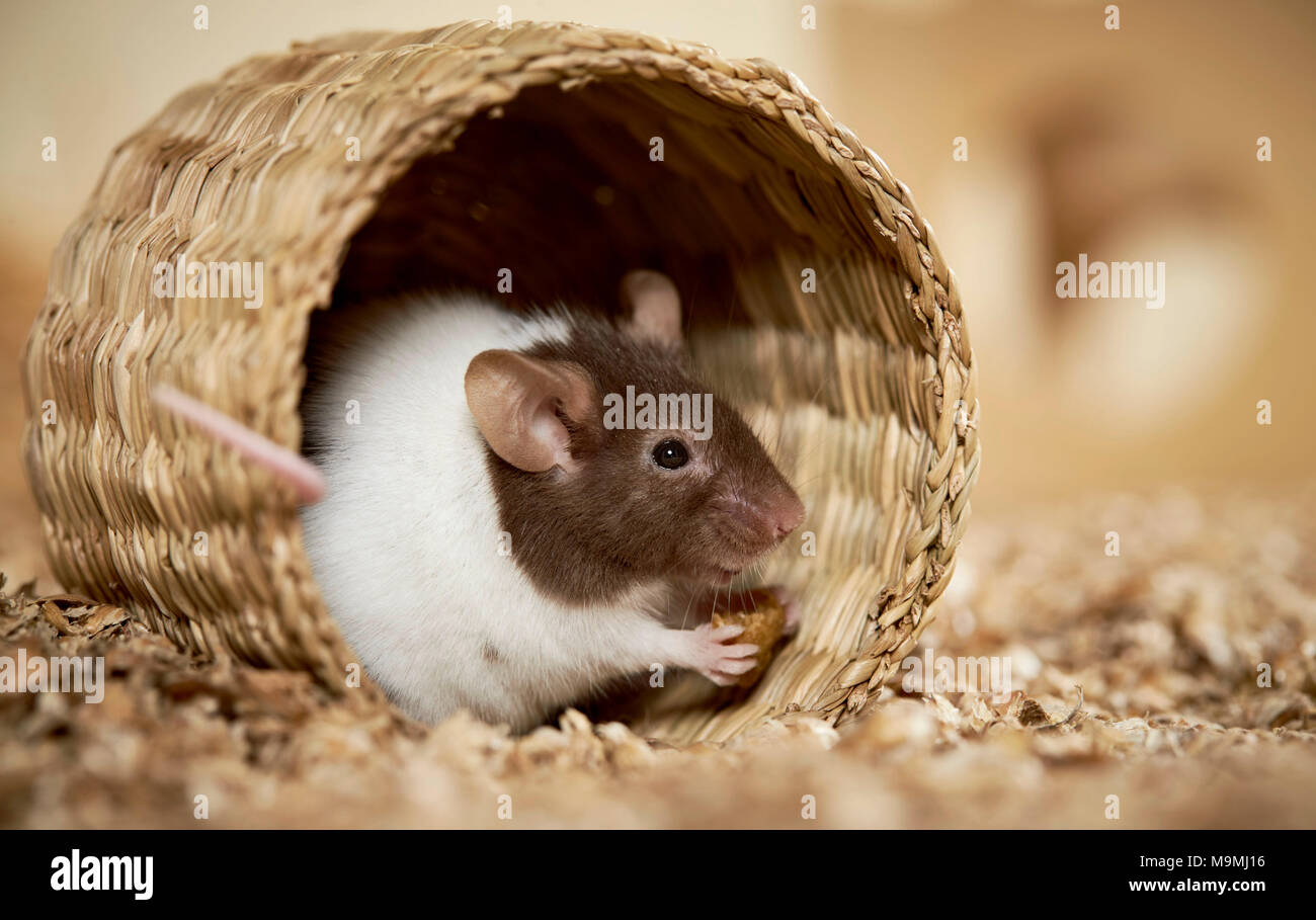 Fancy Mouse. Maschio adulto in un cestello, mangiare. Germania Foto Stock