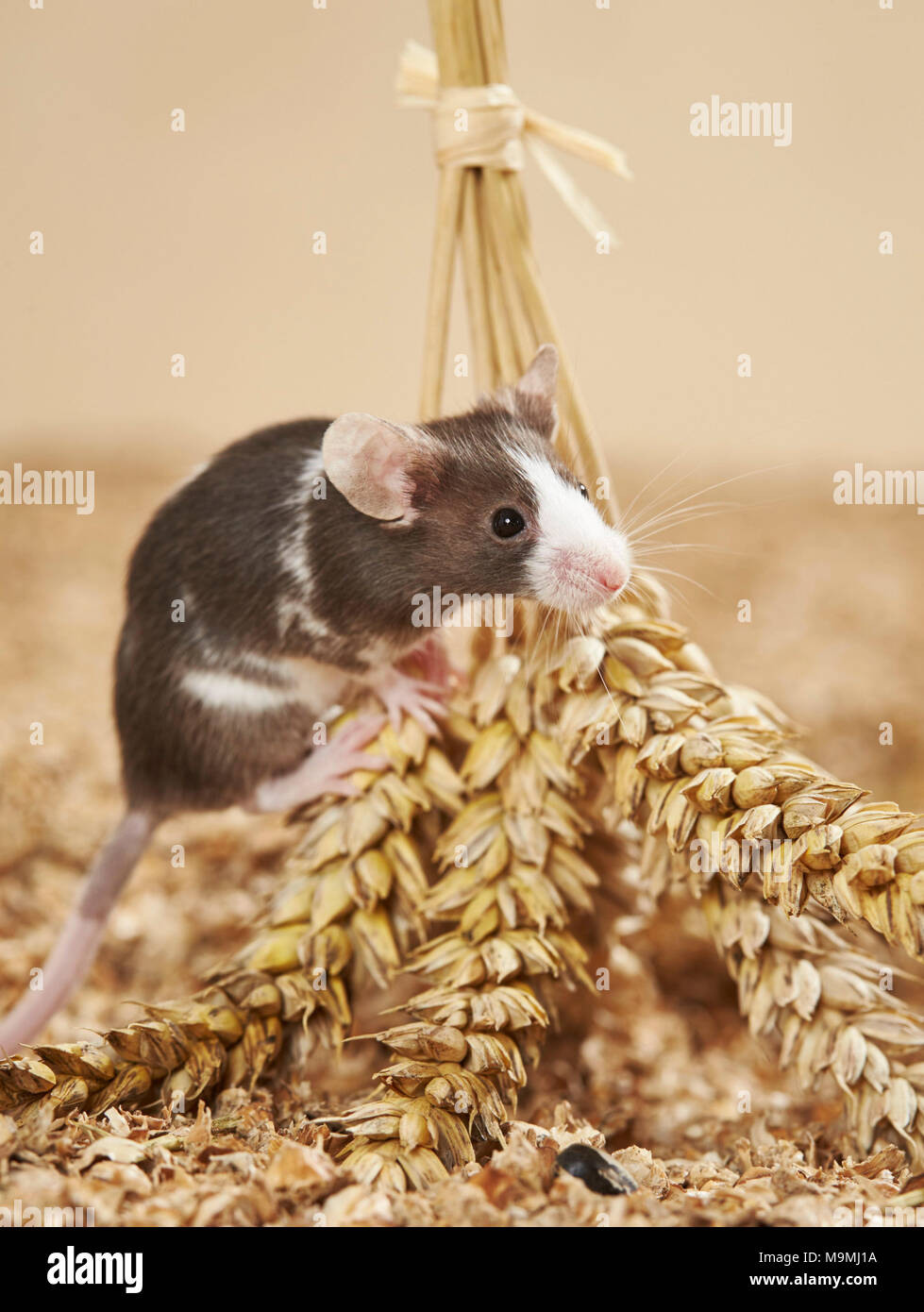 Mouse fantasia di mangiare il grano. Germania Foto Stock