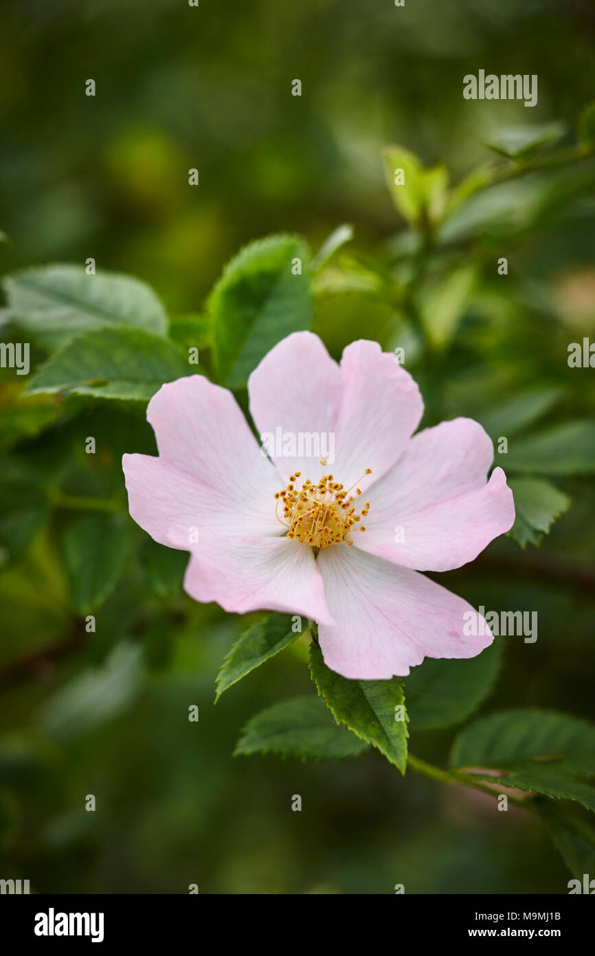 Comune di radica, cane rosa (Rosa canina), fiore. Germania Foto Stock