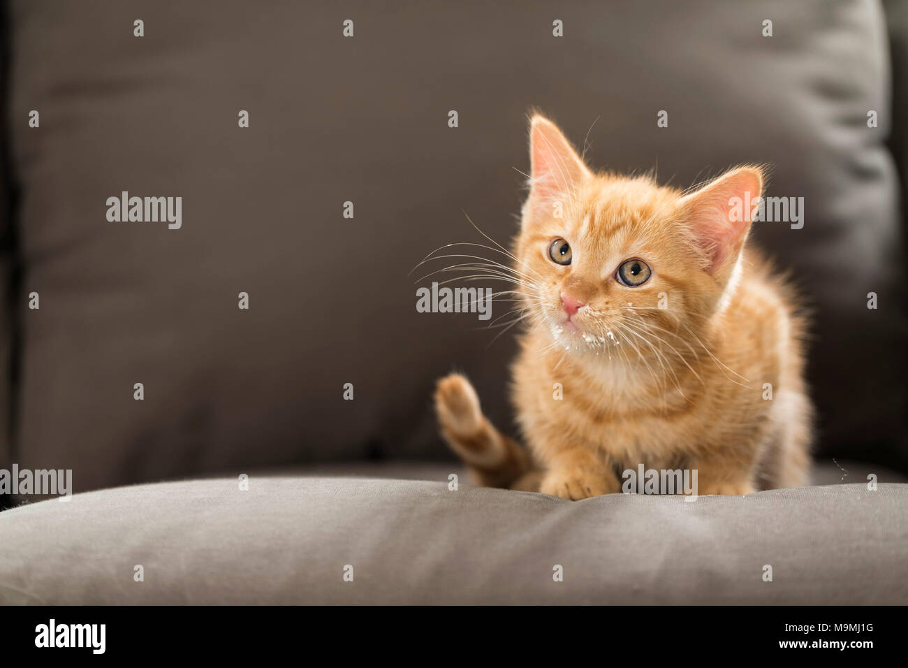 Il gatto domestico. Rosso tabby gattino con panna montata attorno alla sua imboccatura. Germania Foto Stock