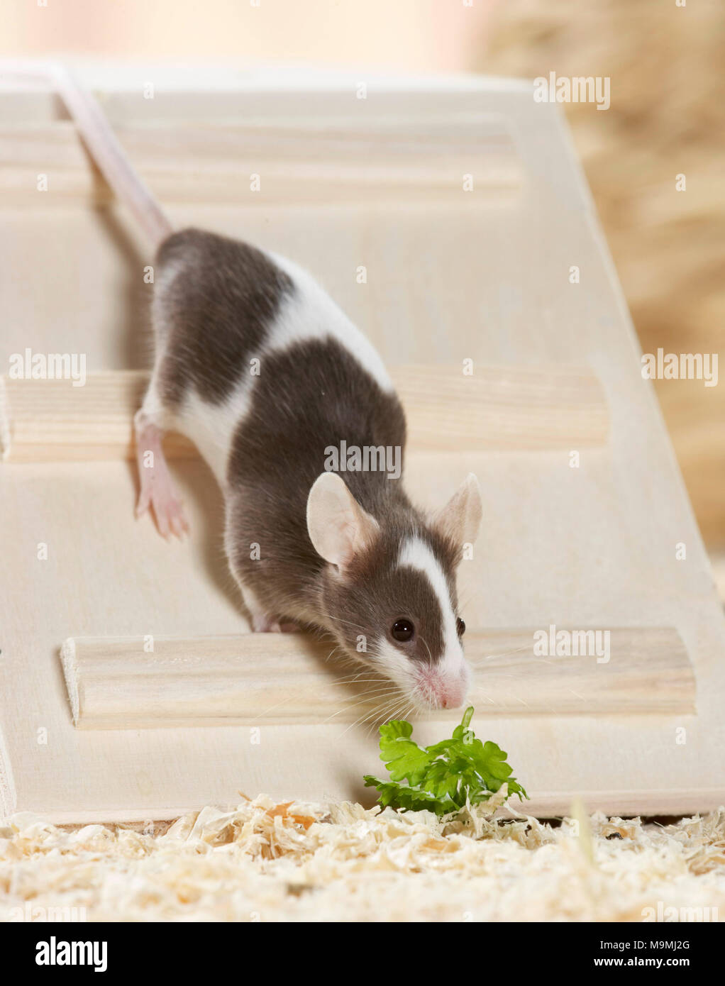 Fancy mouse. Adulto scendendo un selfmade scaletta di legno, lo sniffing di prezzemolo. Germania Foto Stock