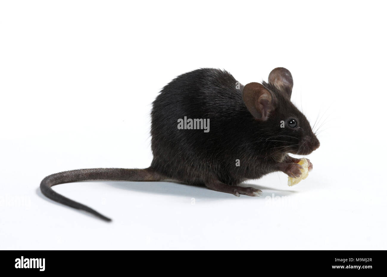 Fancy Mouse. Maschio nero seduta sulle zampe posteriori mentre mangia. Studio Immagine contro uno sfondo bianco Foto Stock