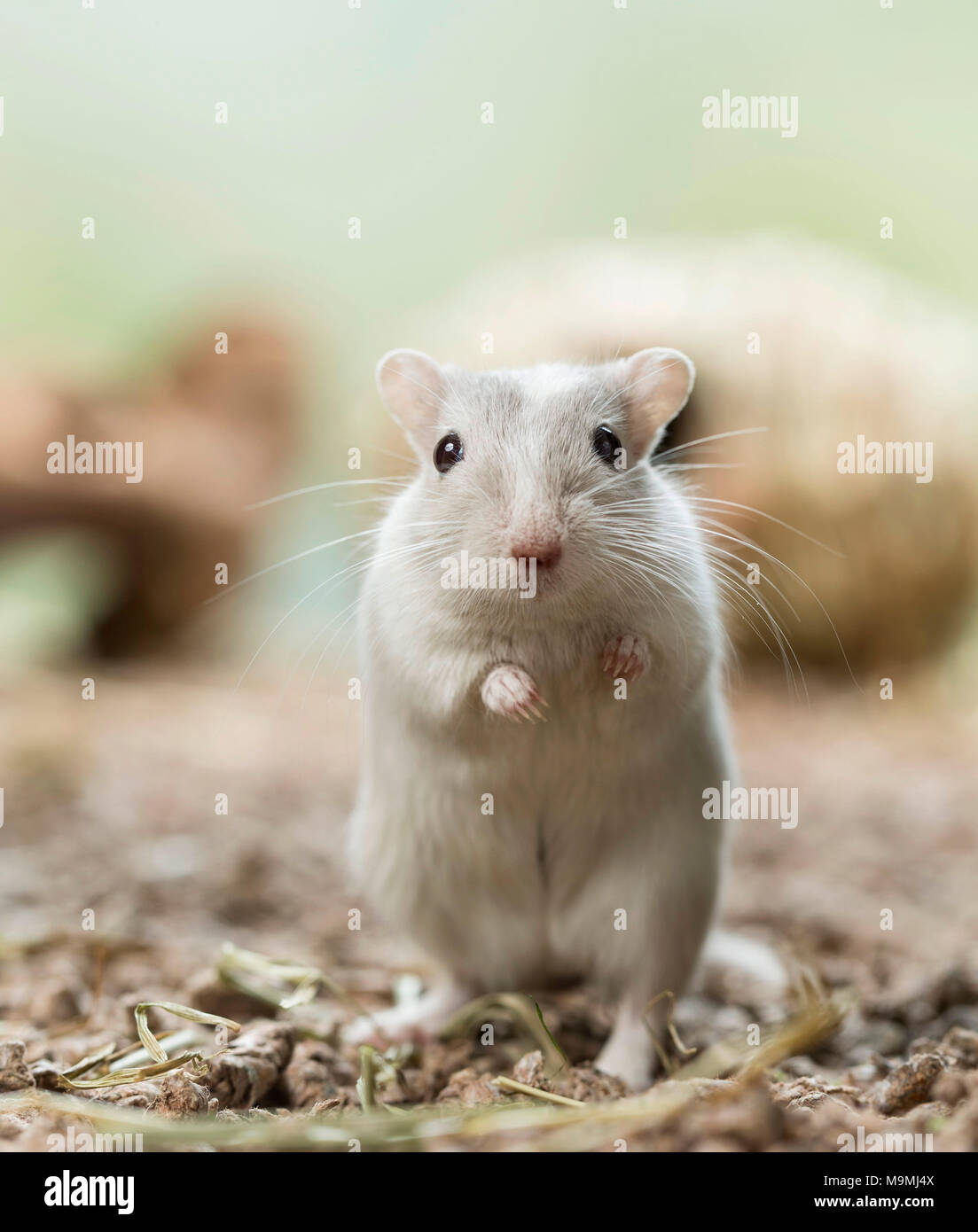 Addomesticazione gerbillo (Meriones unguiculatus). Maschio adulto in posizione eretta. Germania Foto Stock
