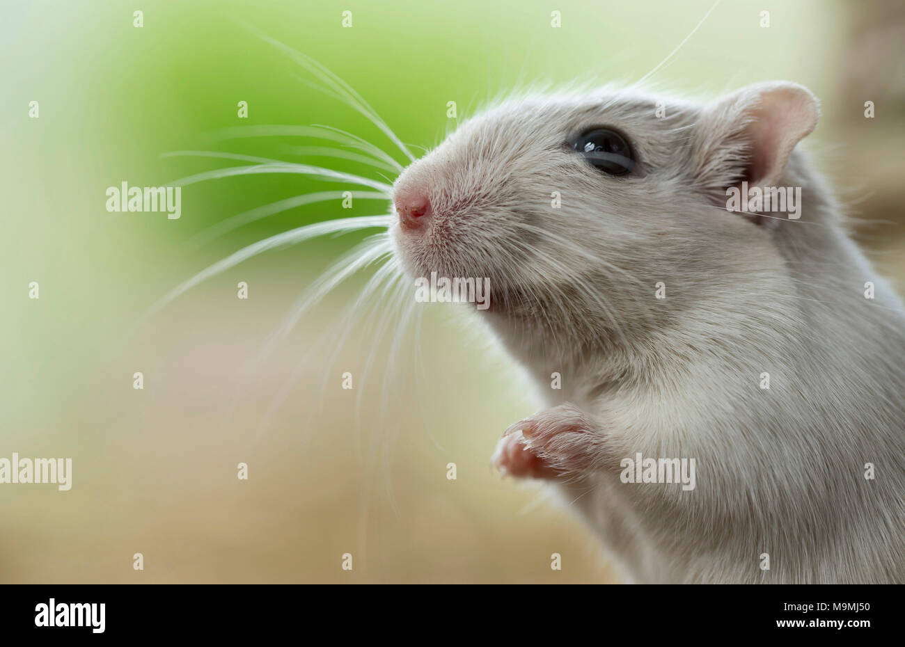 Addomesticazione gerbillo (Meriones unguiculatus). Ritratto di adulto. Germania Foto Stock