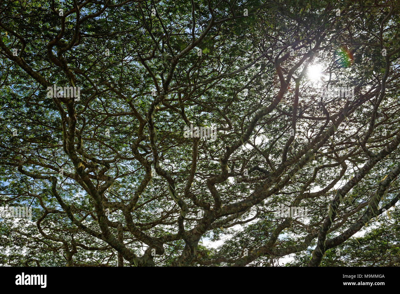 Fitti rami con tree moss, Plateau de Taravao, Tahiti Iti, isole della Società, isole Windward, Polinesia Francese Foto Stock