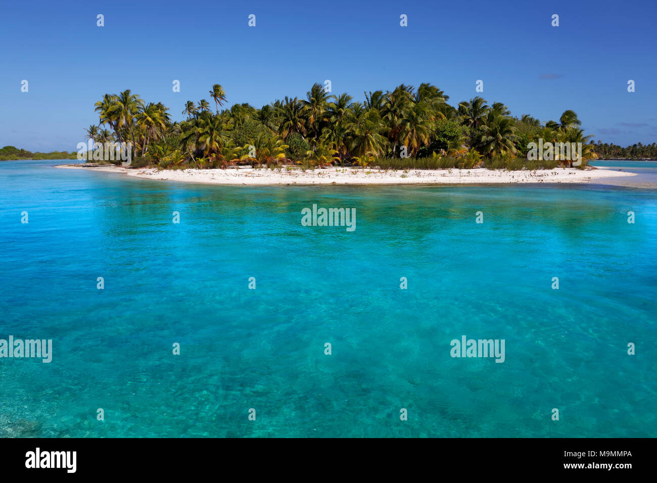 Isola solitaria in laguna, spiaggia con palme, acqua turchese Tikehau Atoll, Arcipelago Tuamotu, isole della società Foto Stock