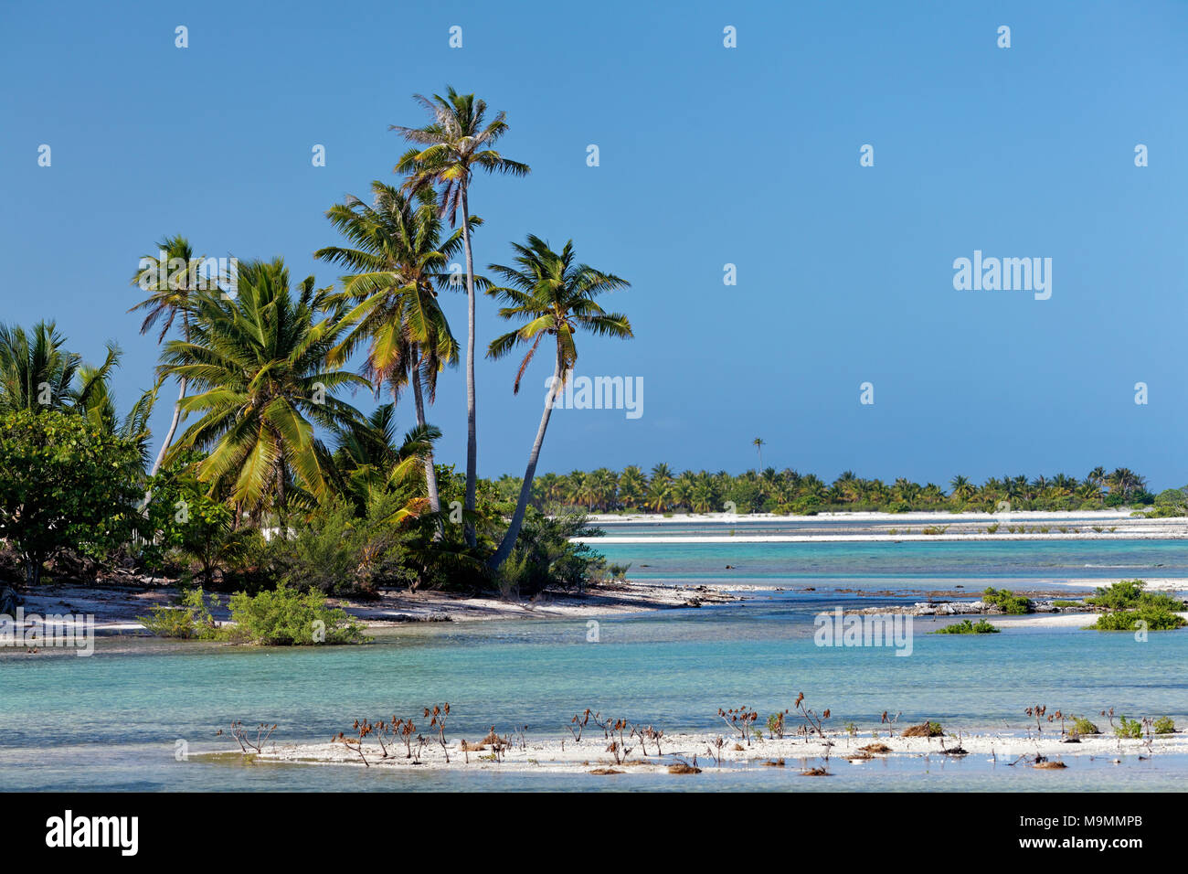 Isola paesaggio con alberi di palma, laguna, Tikehau Atoll, Arcipelago Tuamotu, isole della Società, isole sopravento Foto Stock
