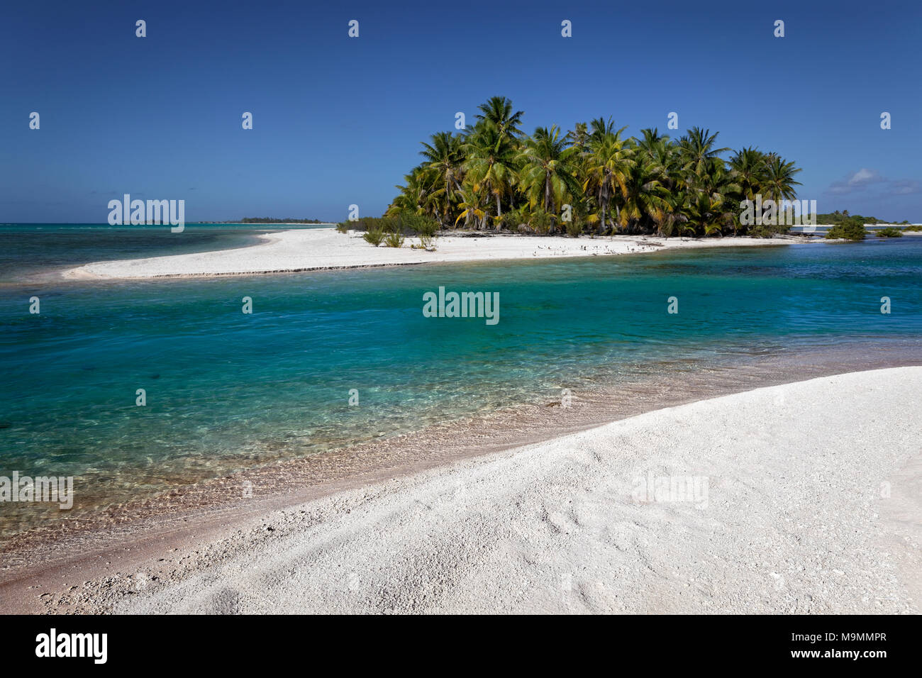 Isola solitaria, spiaggia con palme, Tikehau Atoll, Arcipelago Tuamotu, isole della Società, isole Windward, Polinesia Francese Foto Stock
