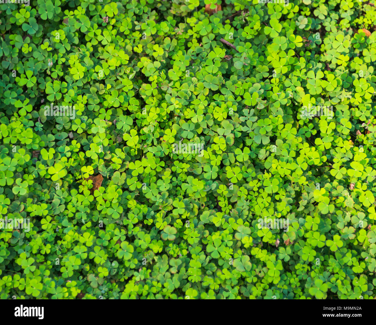 Il Trifoglio con quattro foglie in un prato, quadrifoglio, Cambogia Foto Stock