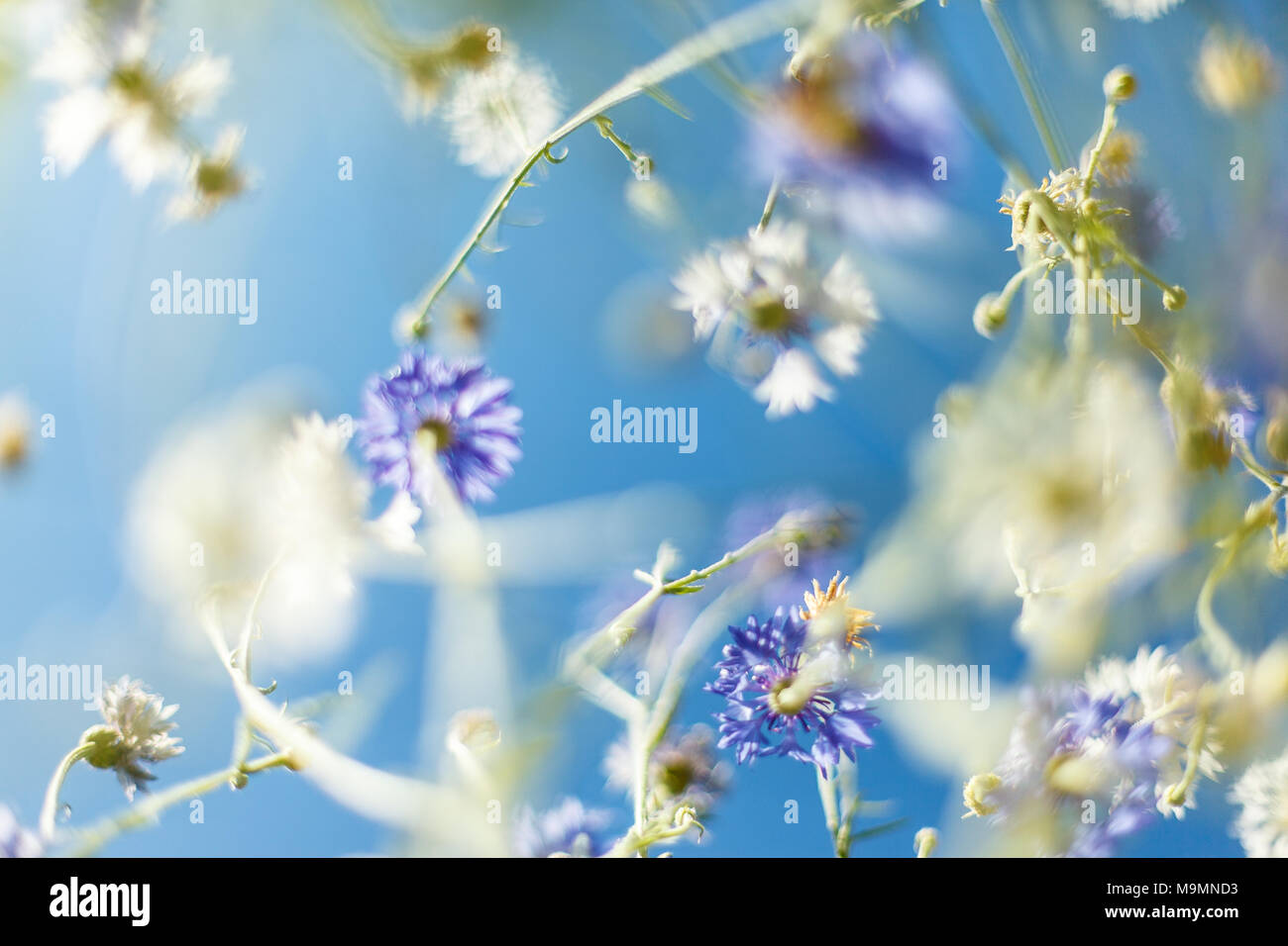 Fiore bellissimo sfondo. Vista incredibile di fiori in fiore nel giardino al centro della soleggiata giornata di primavera con il blu del cielo paesaggio Foto Stock