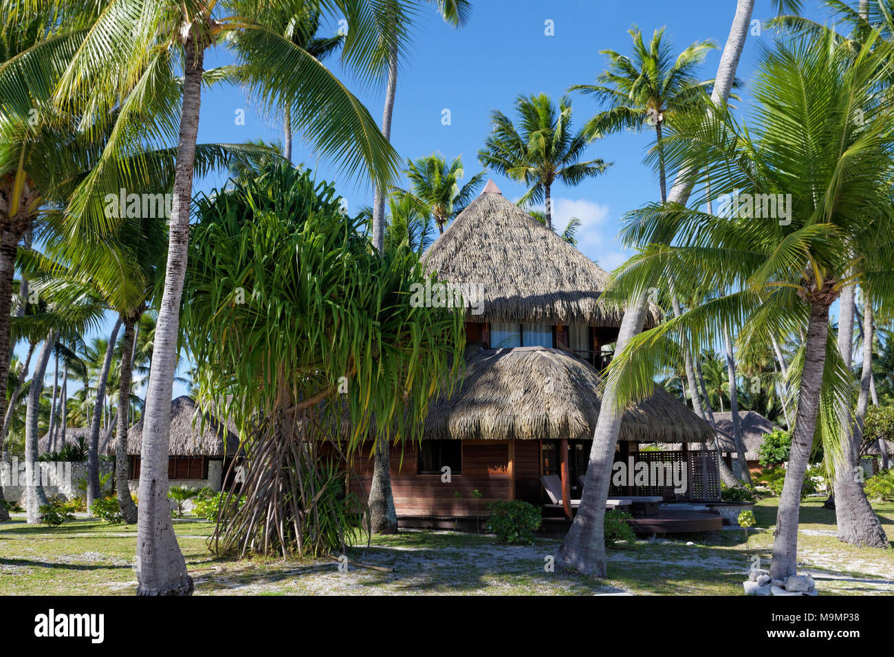 Bungalow di lusso con palme, KiaOra Hotel Resort & Spa, Rangiroa, Isole della Società, isole Windward, Polinesia Francese Foto Stock