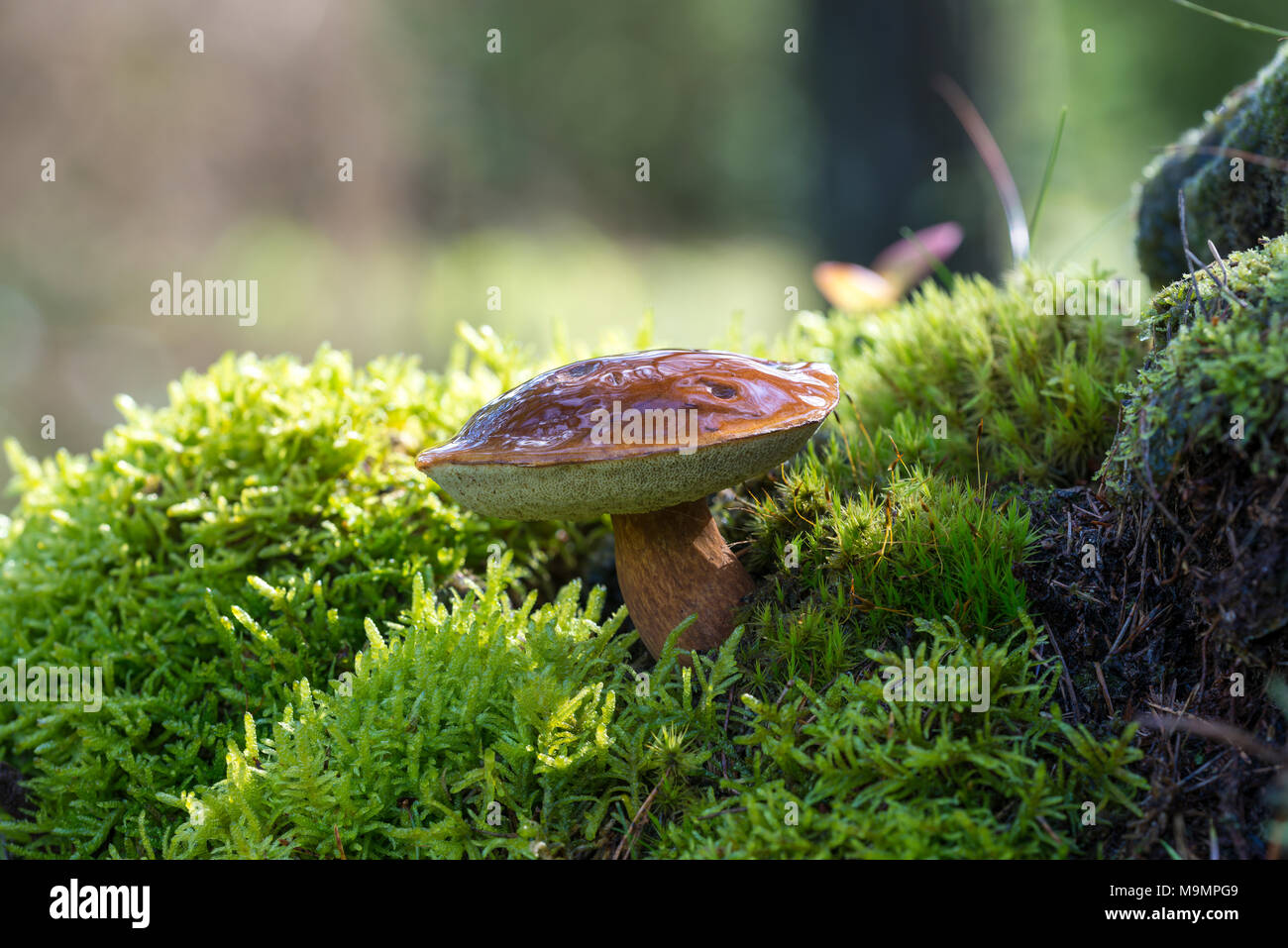 Bay bolete (Imleria badia), funghi commestibili, su MOSS, Syddanmark, Danimarca Foto Stock