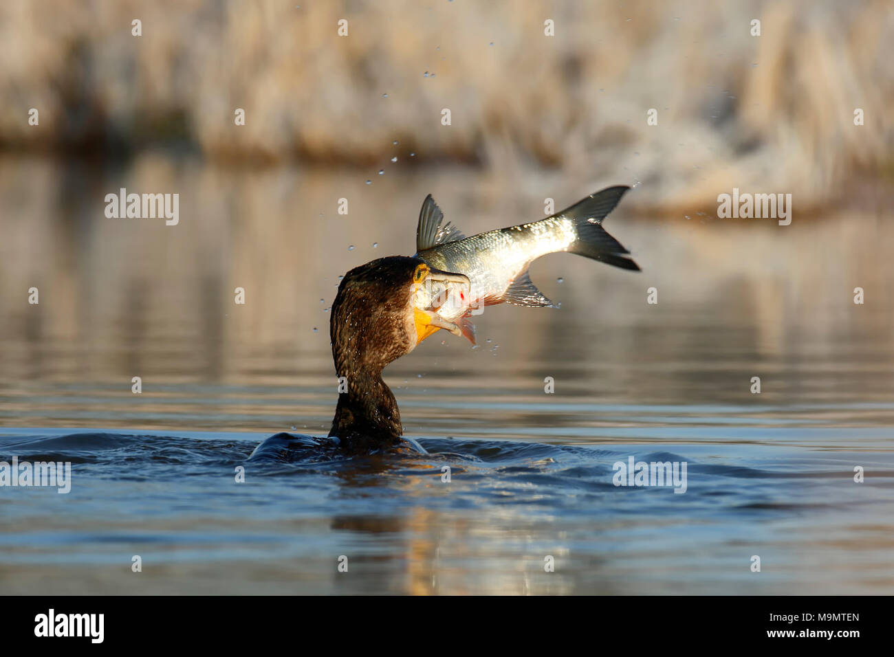 Cormorano (Phalacrocorax carbo) con pesce come preda, Riserva della Biosfera dell'Elba centrale, Dessau-Roßlau, Sassonia-Anhalt, Germania Foto Stock