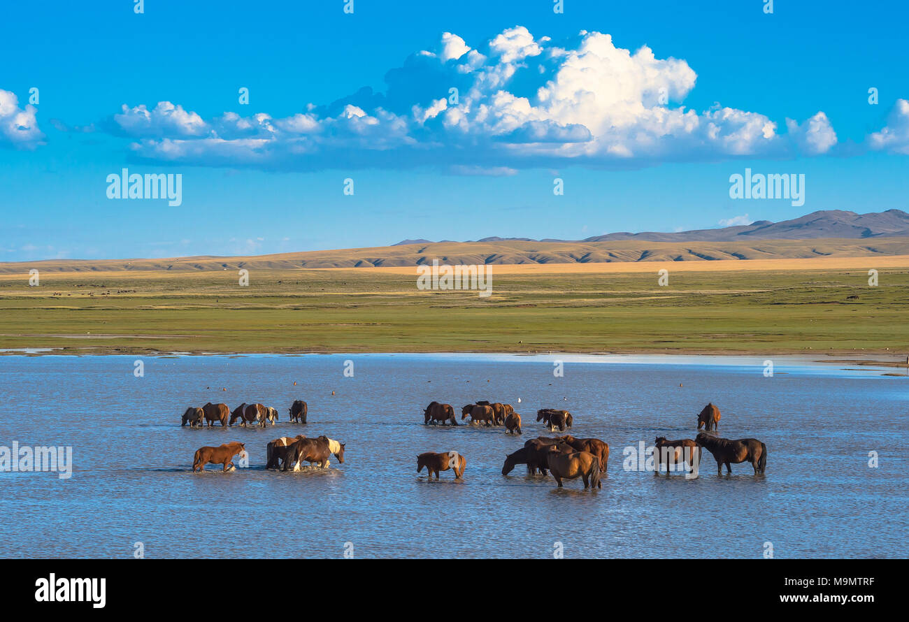 Gregge di cavalli selvaggi in alveo del fiume Tuul, Gorkhi-Terelj Parco Nazionale, Mongolia Foto Stock