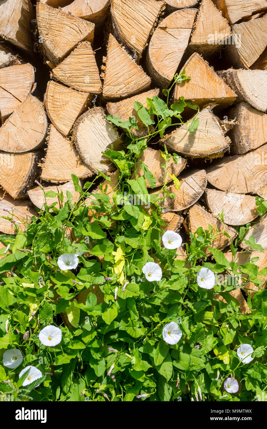 Maggiore centinodia (Calystegia sepium), bianca fioritura su woodpile, Stiria, Austria Foto Stock