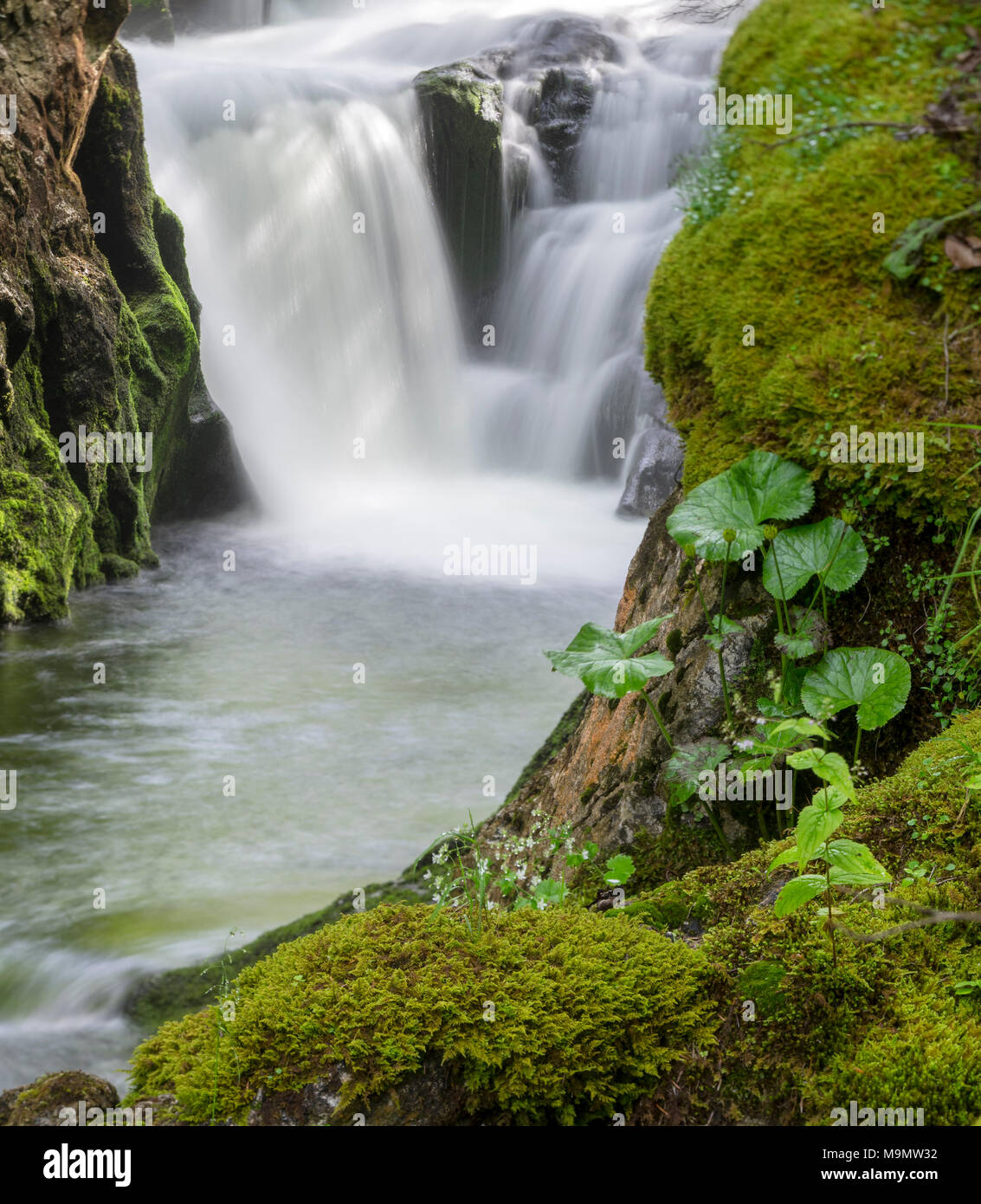 Cascata, fiume di montagna Stimitz, Grundlsee, Stiria, Austria Foto Stock