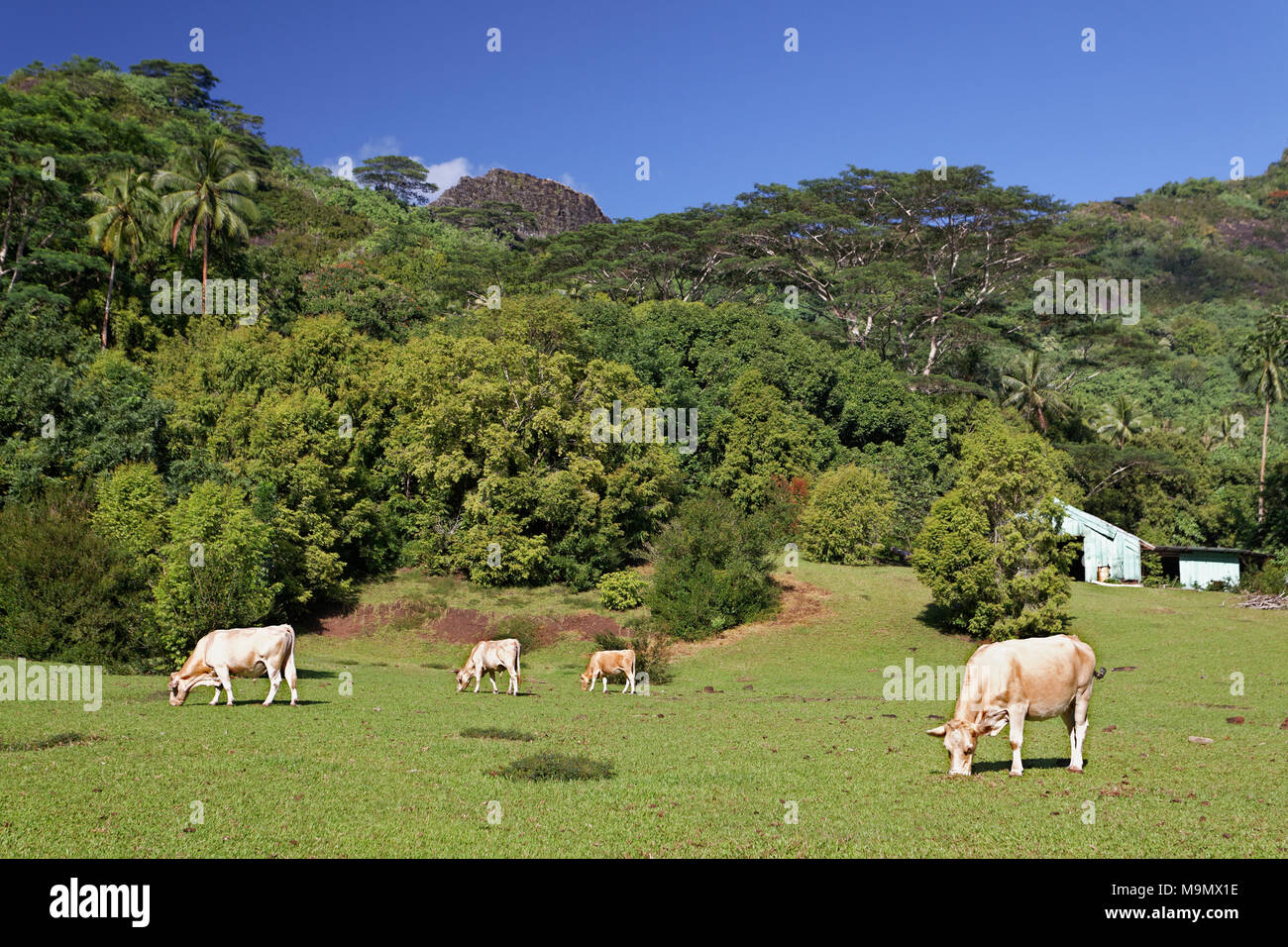 Le mucche al pascolo su terreni adibiti a pascolo nelle highlands, Moorea, Isole della Società, isole Windward, Polinesia Francese Foto Stock