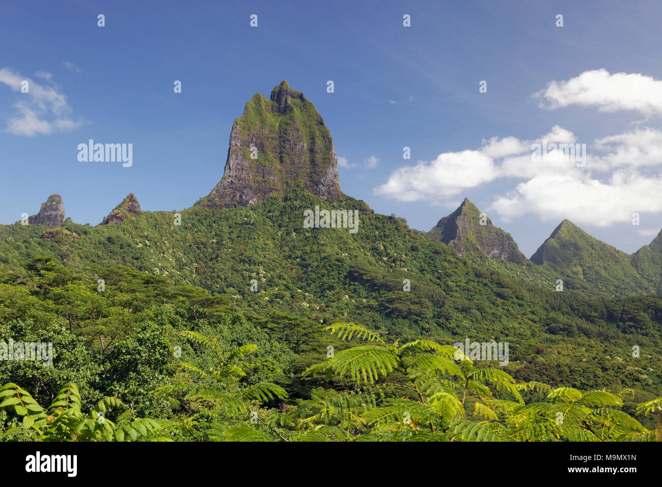 Vista dal Belvedere vantage point, green mountain range con vegetazione verde e il punto più alto del monte Tohiea, 1207 m, Moorea Foto Stock