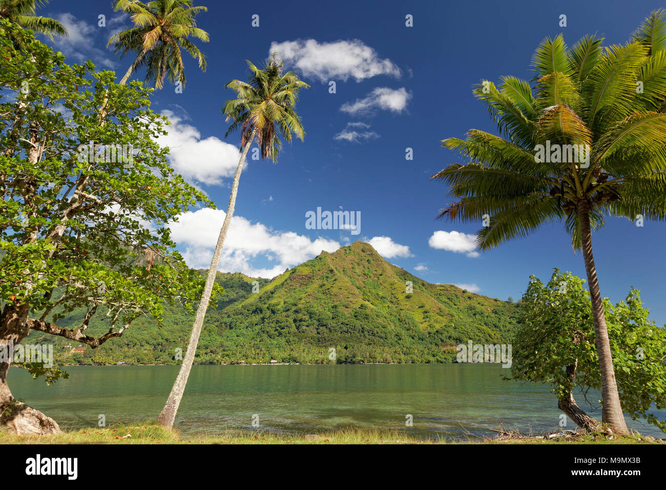 Le palme a bordo del shore road, baia Opunohu, Moorea, isole della Società, isole Windward, Polinesia Francese Foto Stock