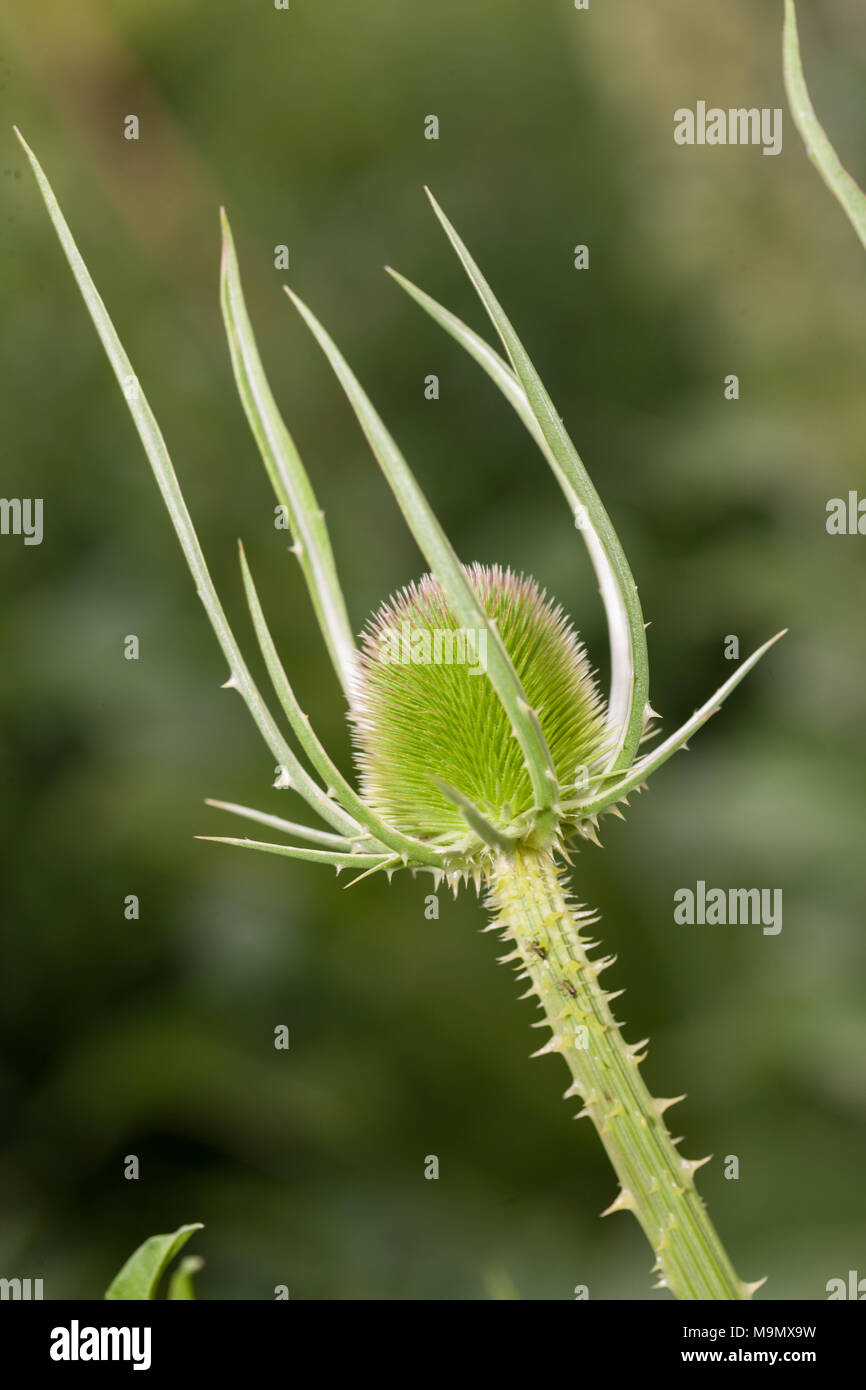 Fuller's Teasel, Vävarkarda (Dipsacus sativus) Foto Stock