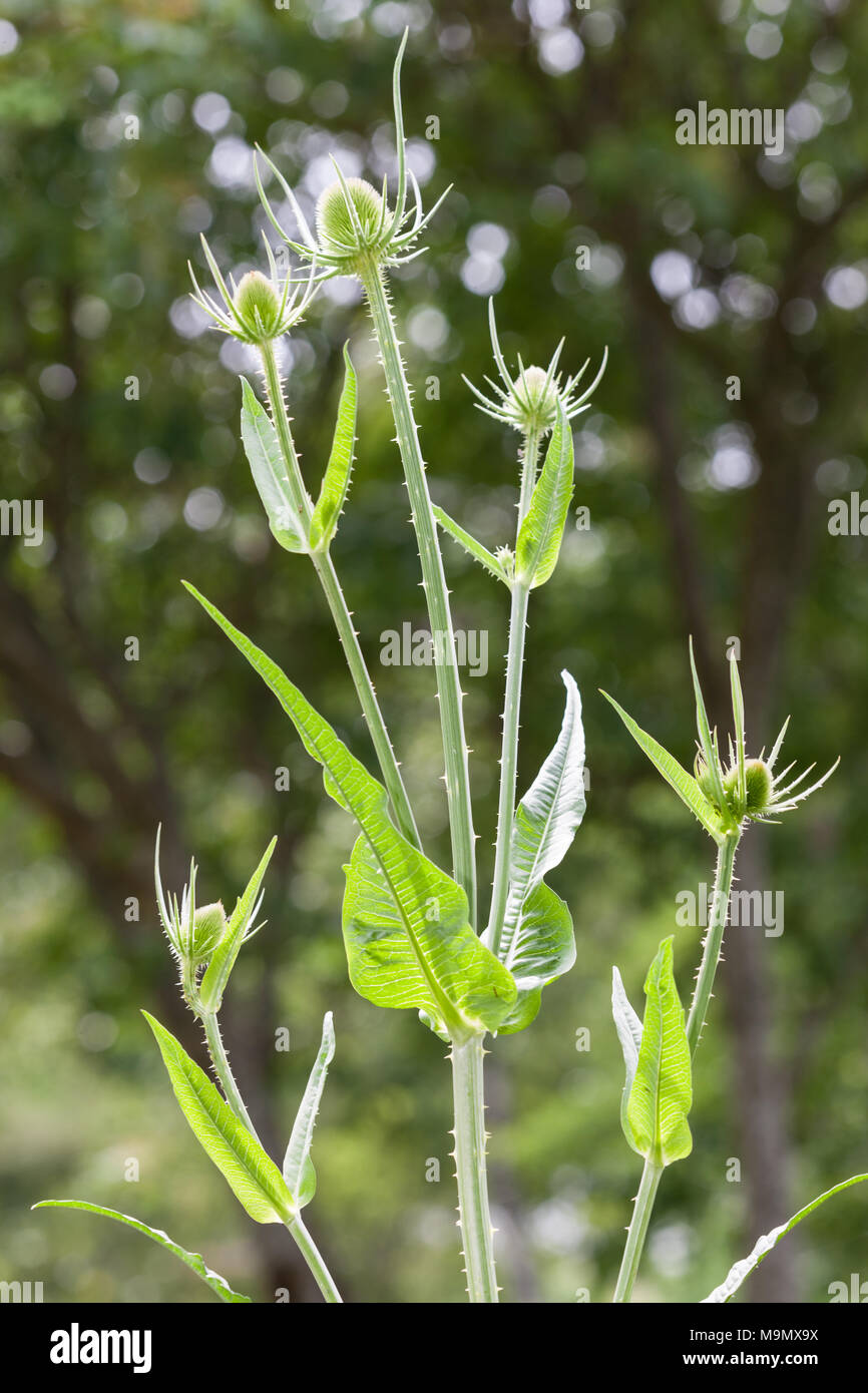Fuller's Teasel, Vävarkarda (Dipsacus sativus) Foto Stock