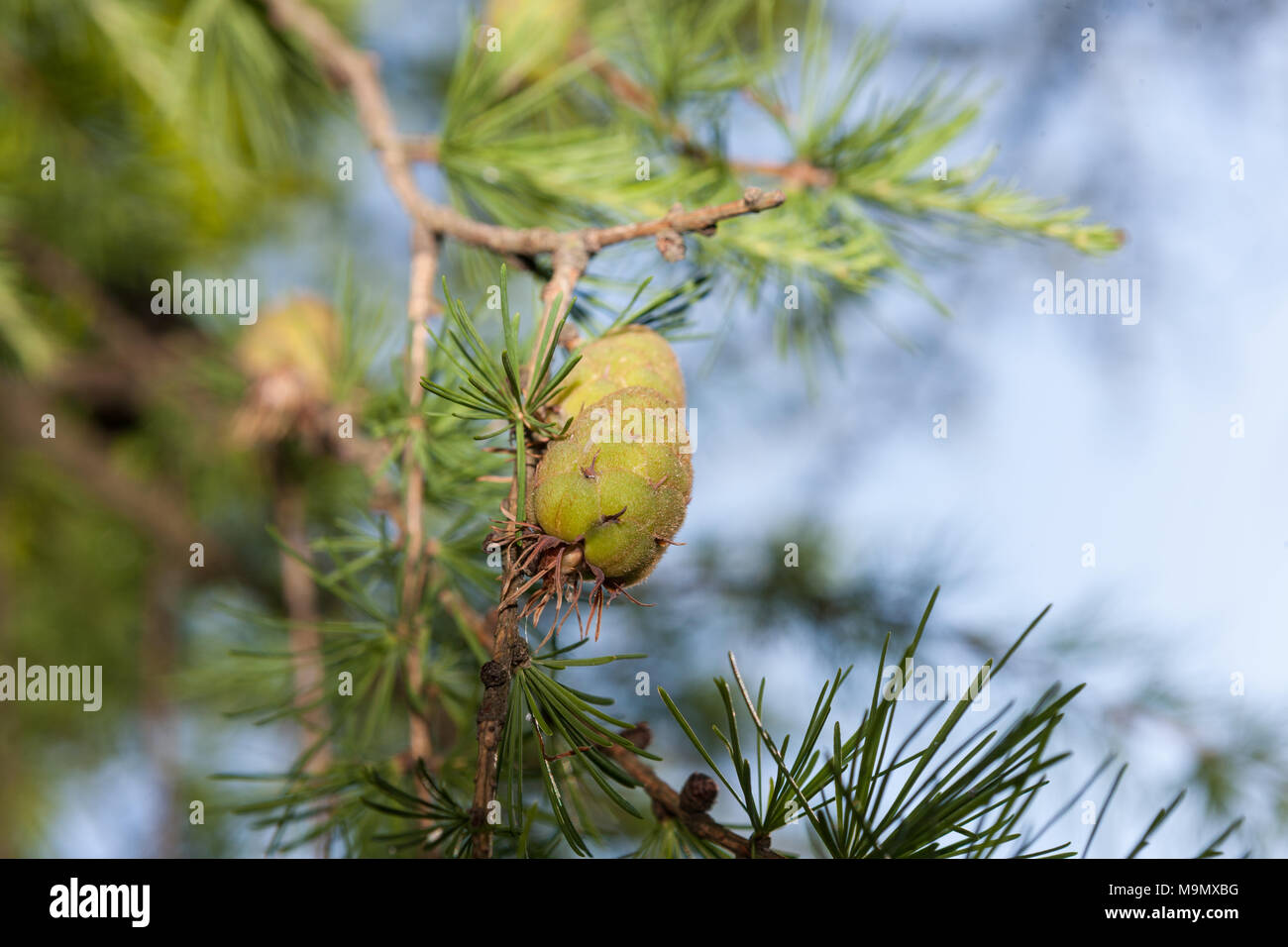 Larice siberiano, Sibirisk lärk (Larix sibirica) Foto Stock
