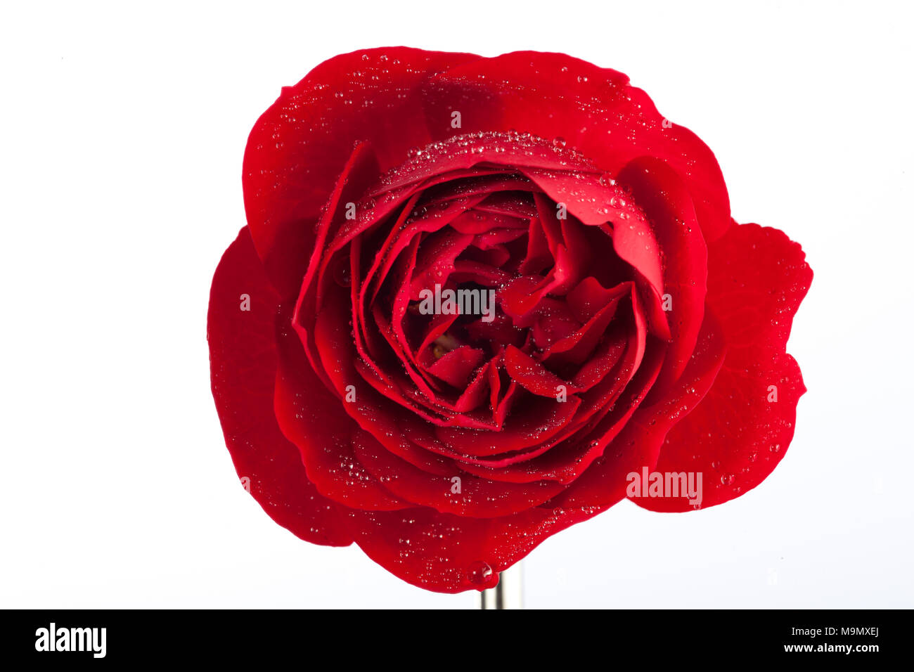 "Carl Philip' Floribunda Rose, Floribundaros (rosa) Foto Stock