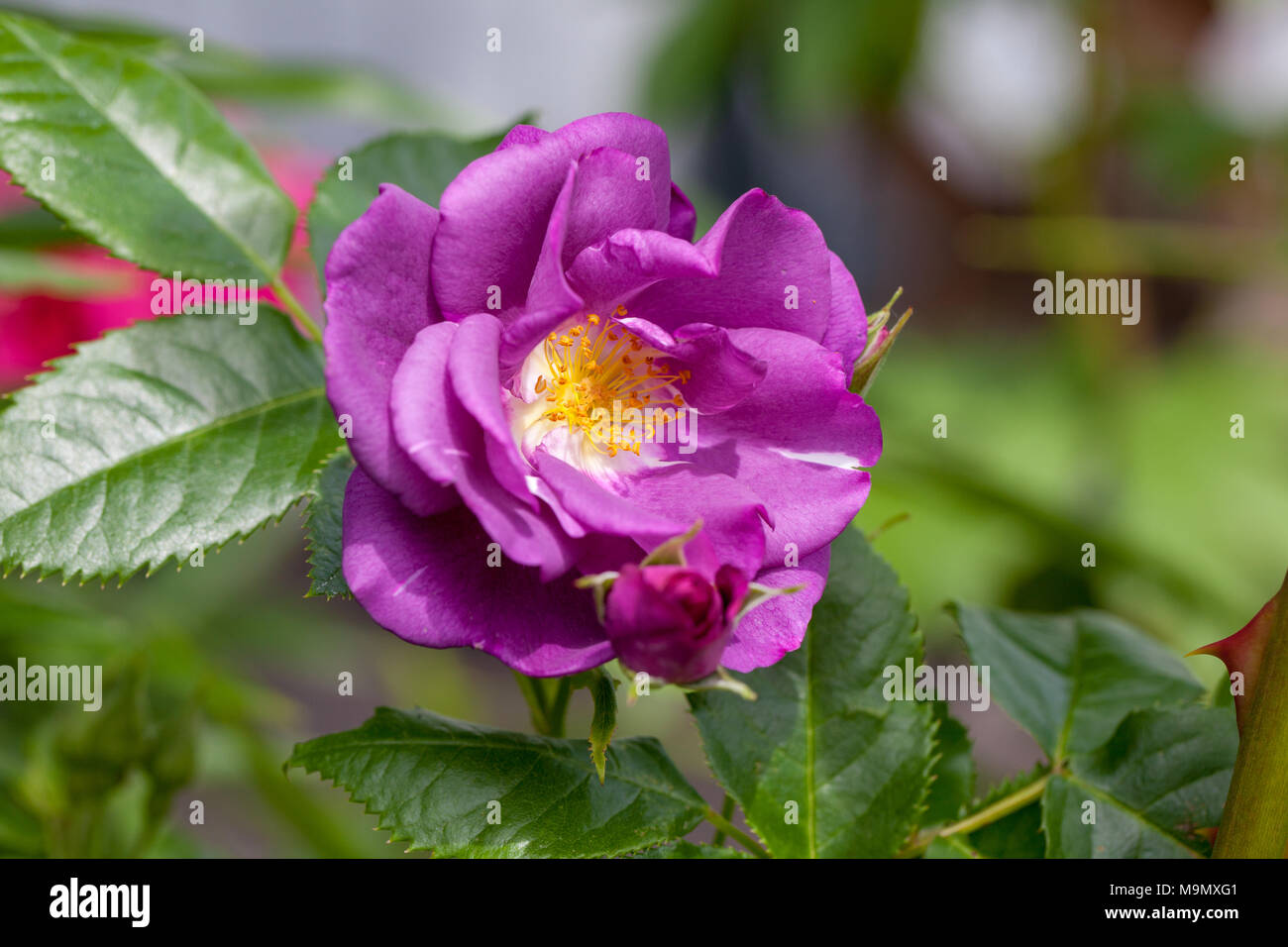 "Rapsodia in Blu" Frantasia Floribunda Rose, Floribundaros (rosa) Foto Stock